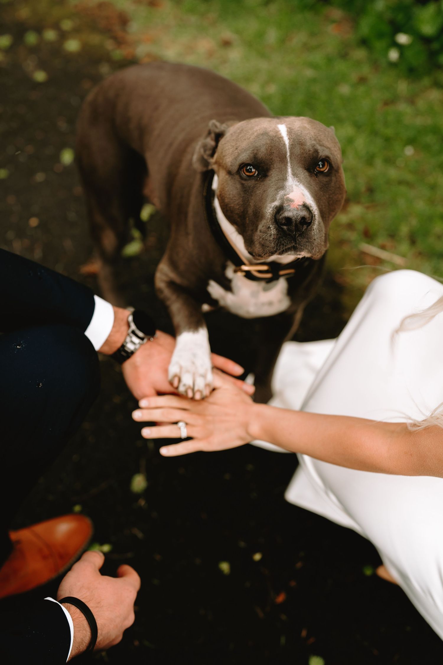Wedding couple's dog in formal attire posing outdoors with them.