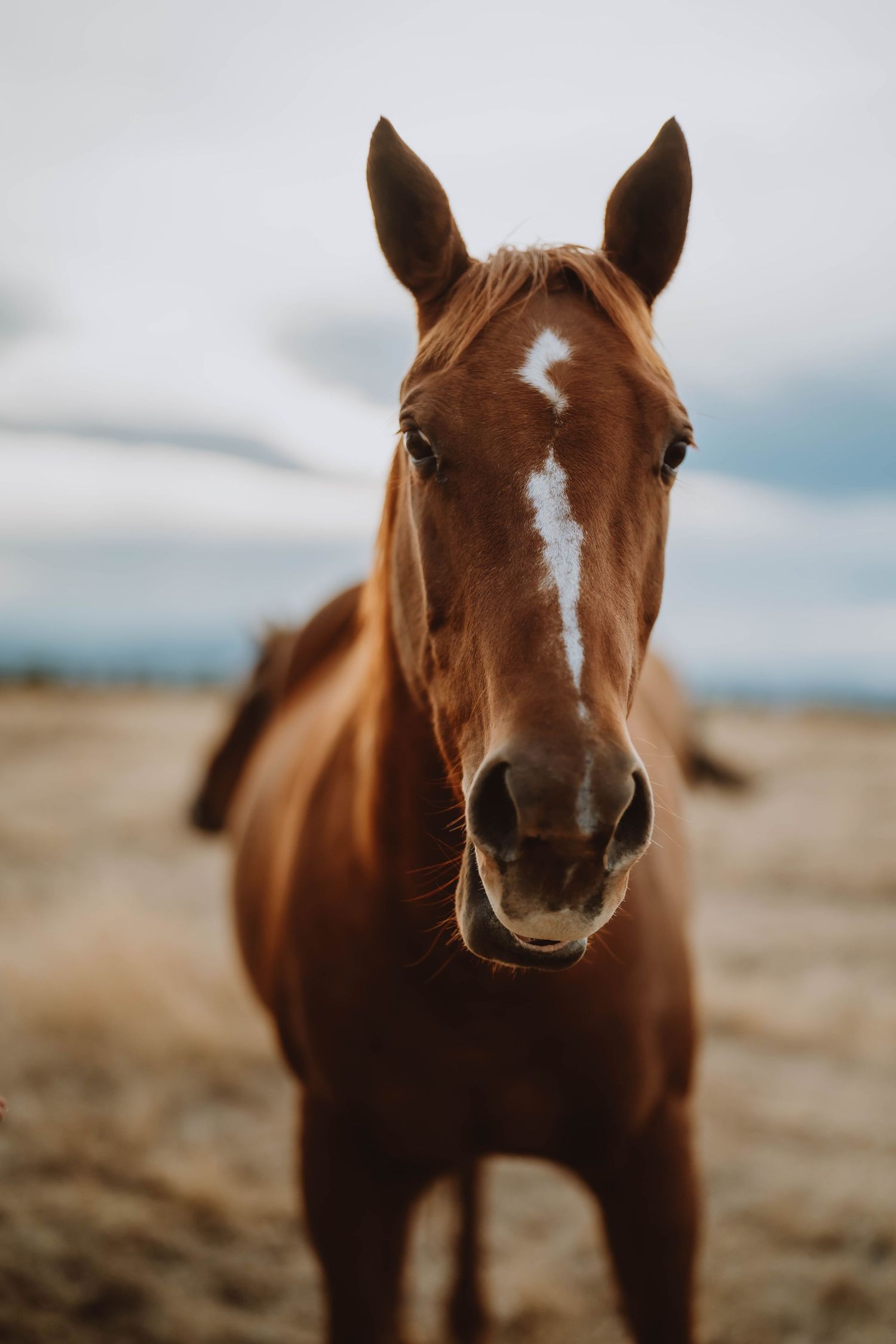 Close-up portraits of a chestnut horse's face against a bright sky.