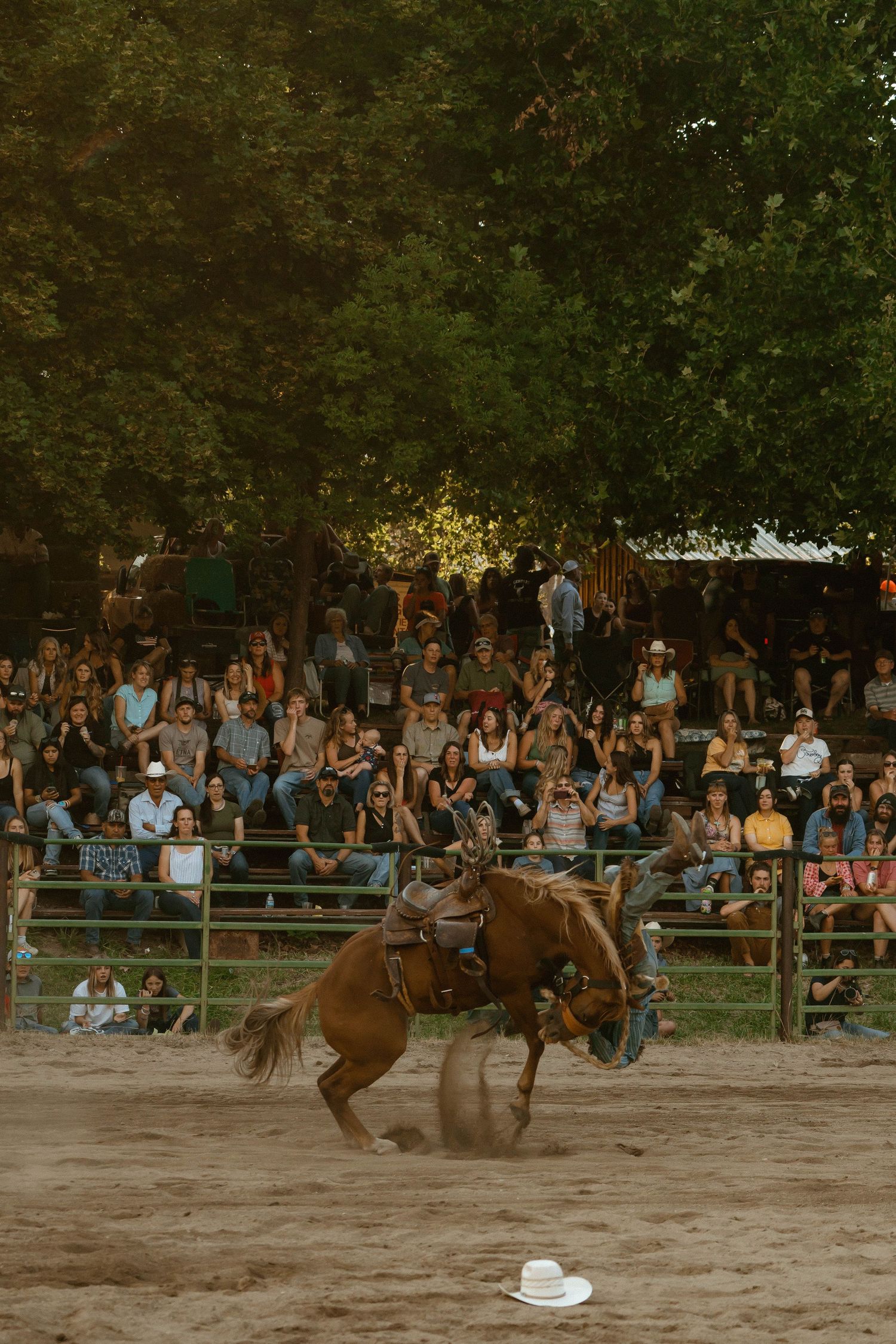 Bronc rider on bucking horse performs for crowd at outdoor rodeo arena.