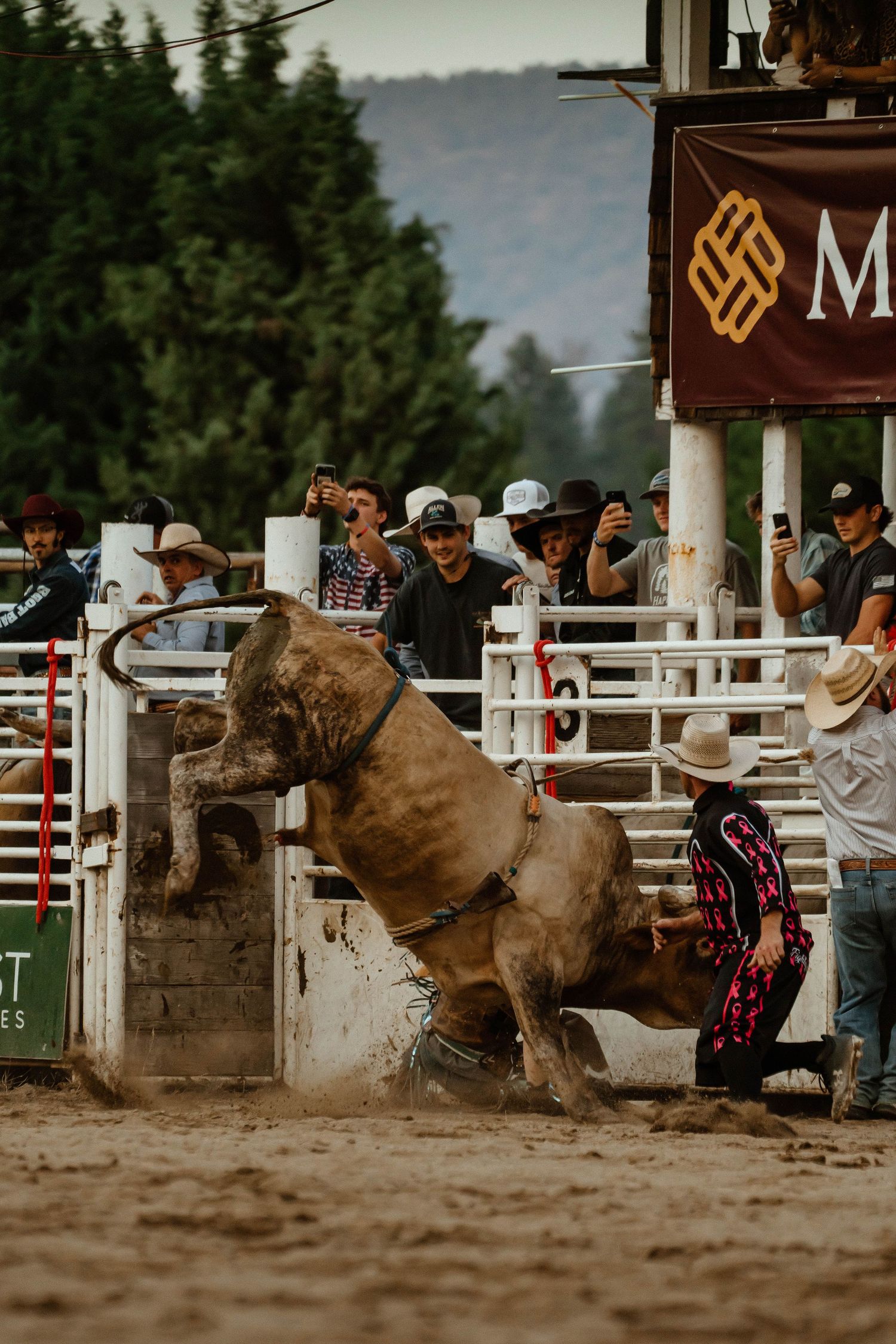 Powerful bull bucks and twists during a dramatic rodeo performance.