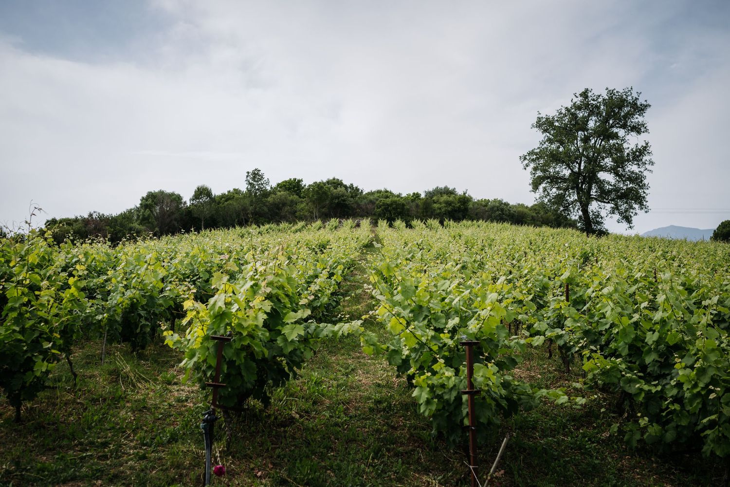 Rolling vineyard hills under blue sky with scattered trees.