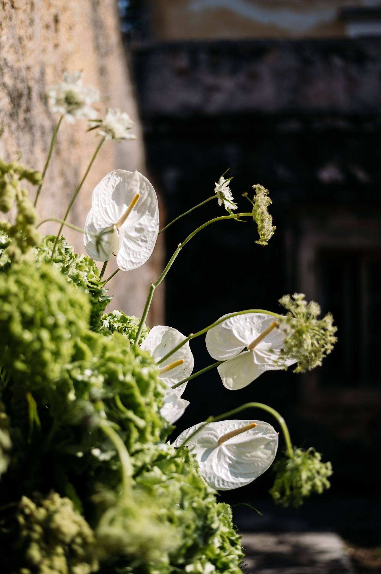 Delicate white anthurium flowers and greenery in natural sunlight.