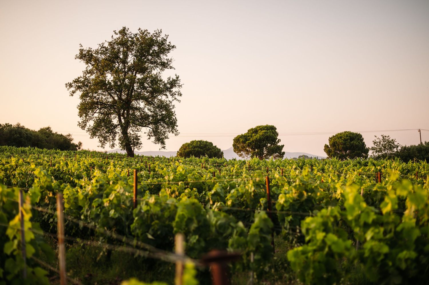 Scenic panoramic view of a vineyard landscape at sunset.