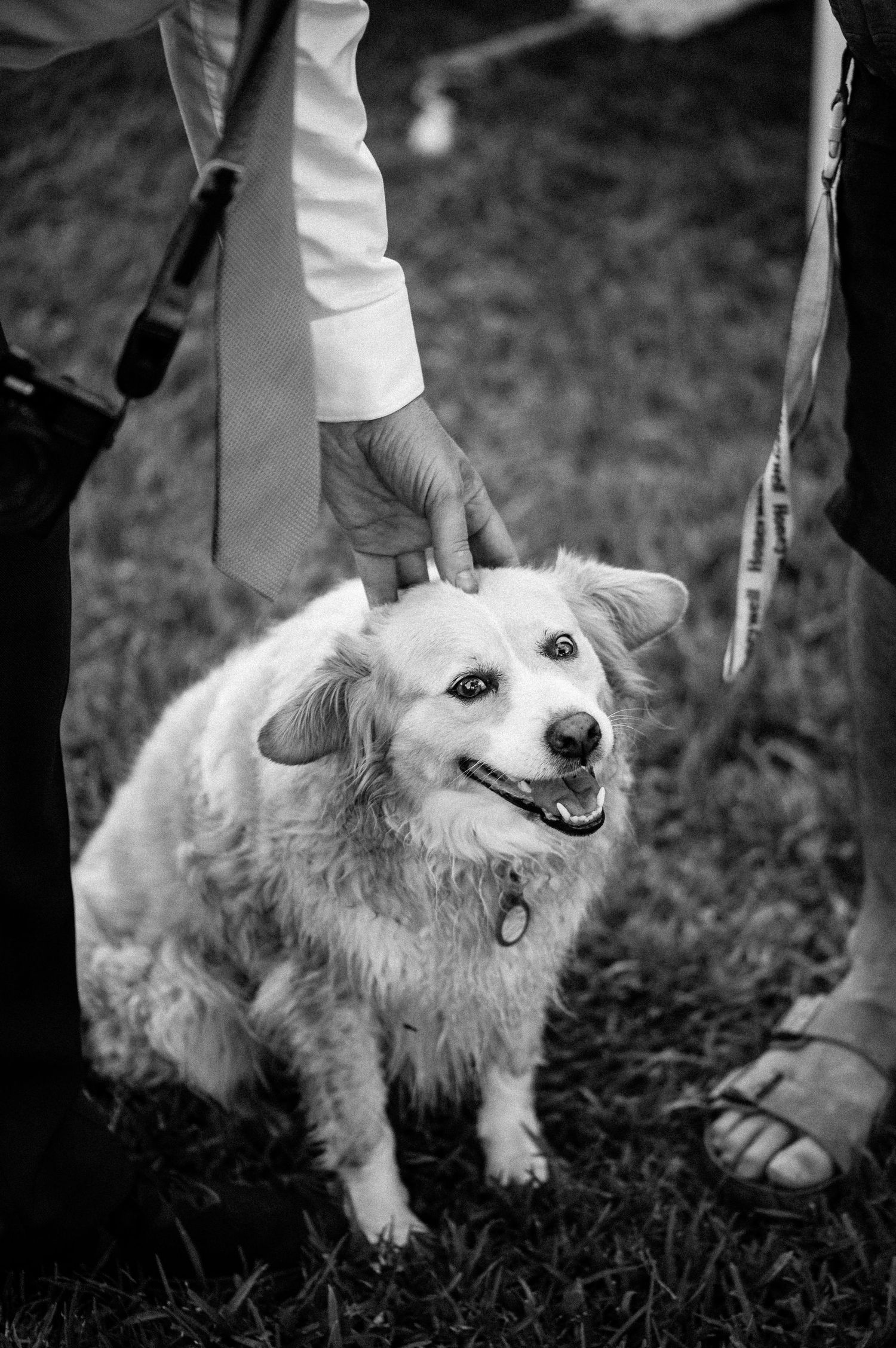 Happy white fluffy dog poses in black and white portrait at outdoor event.