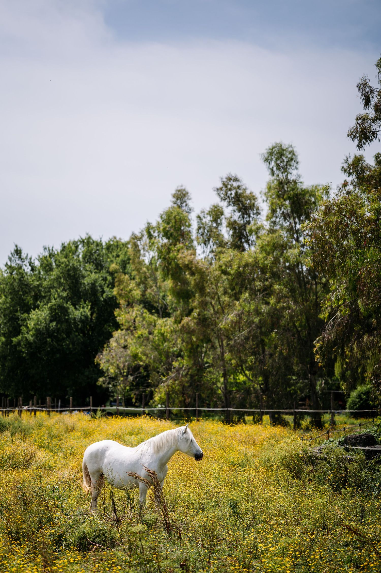 White horse grazing in a field of yellow wildflowers with trees in the background.