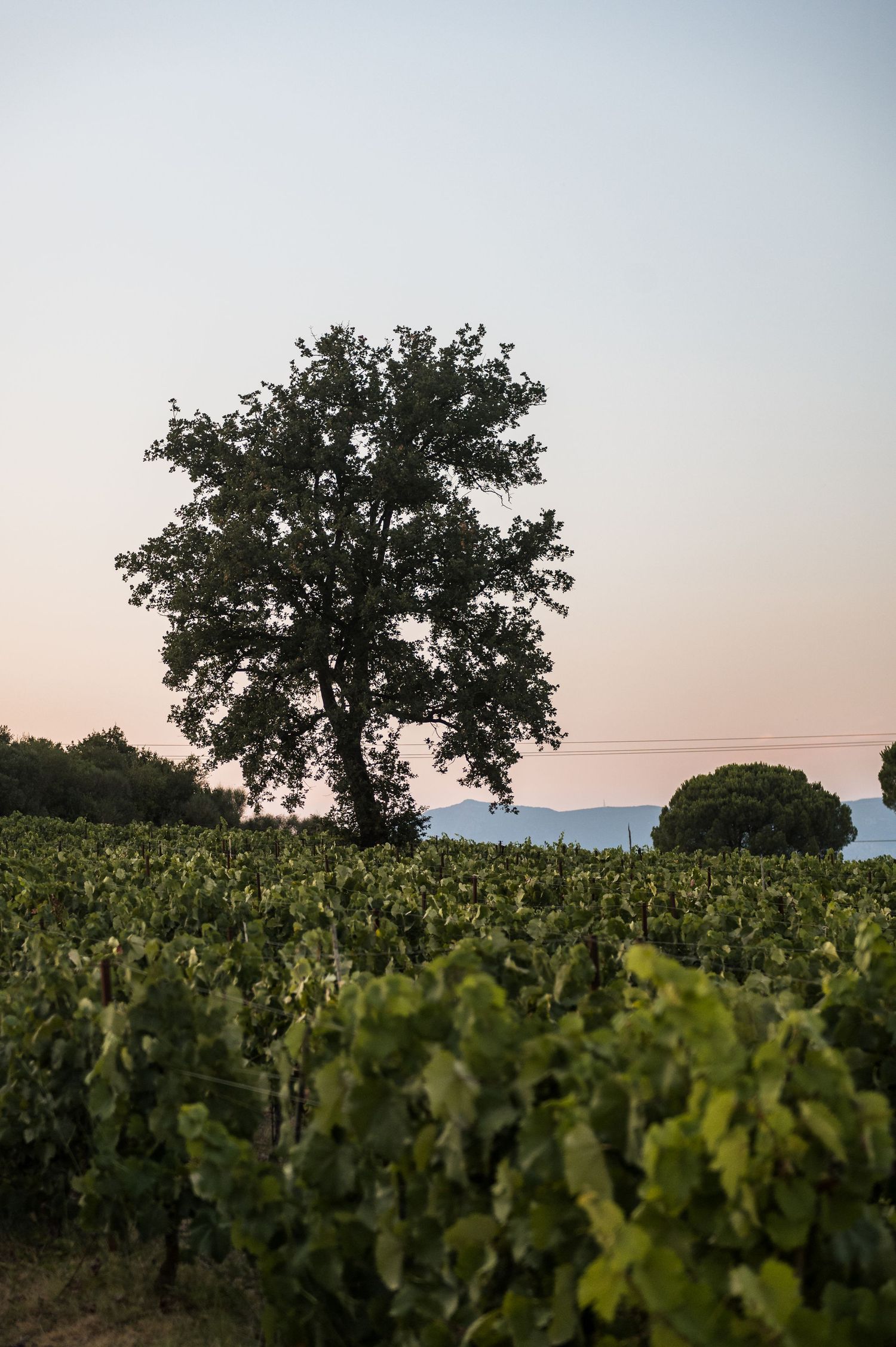Lone tree silhouetted against sunset sky in a vineyard landscape.