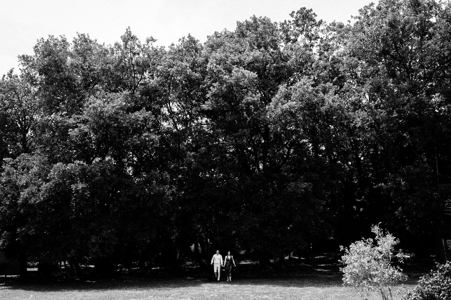 Silhouetted trees create a natural archway in black and white photography.