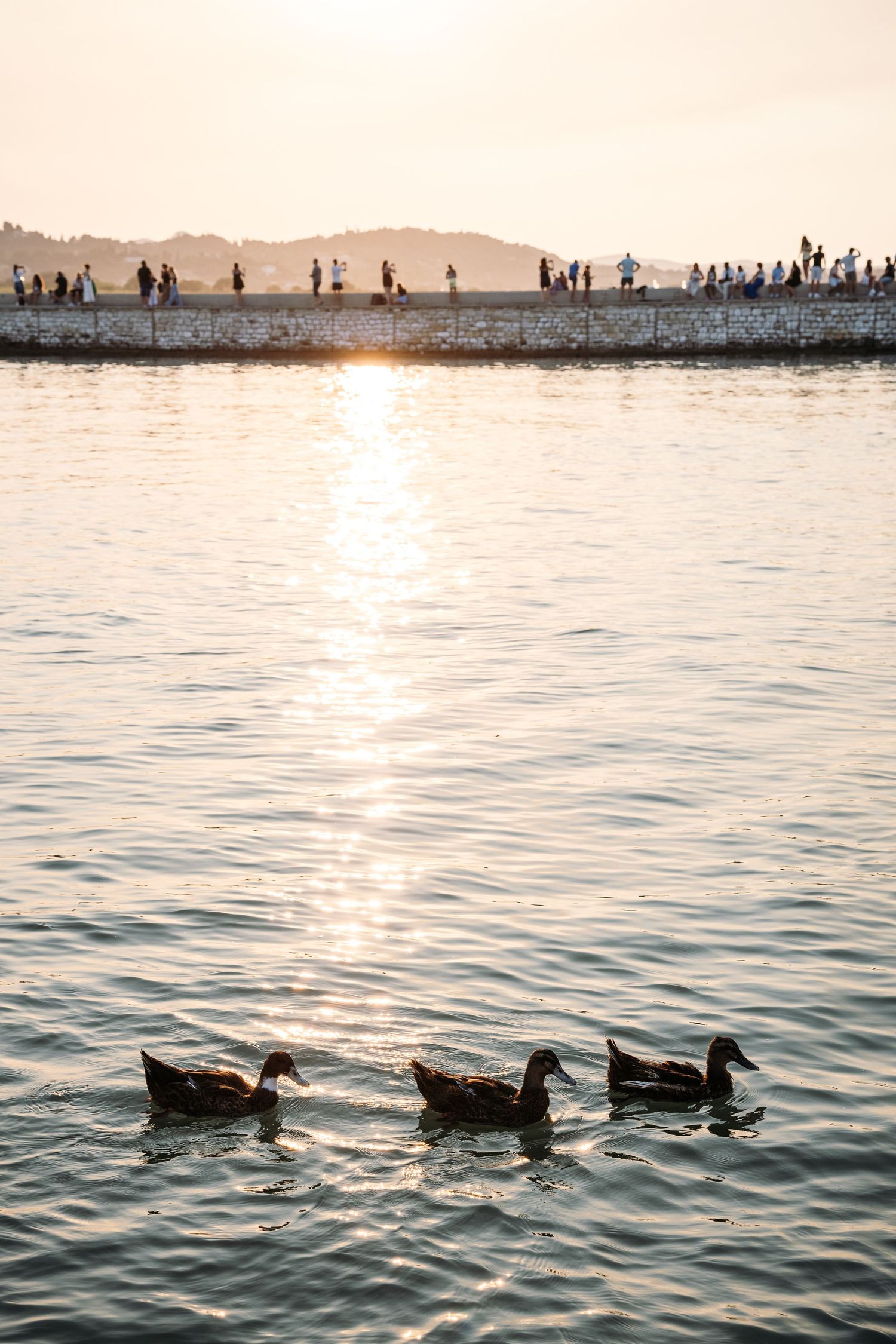 Silhouettes of ducks swimming at sunset with people walking on a pier in the background.