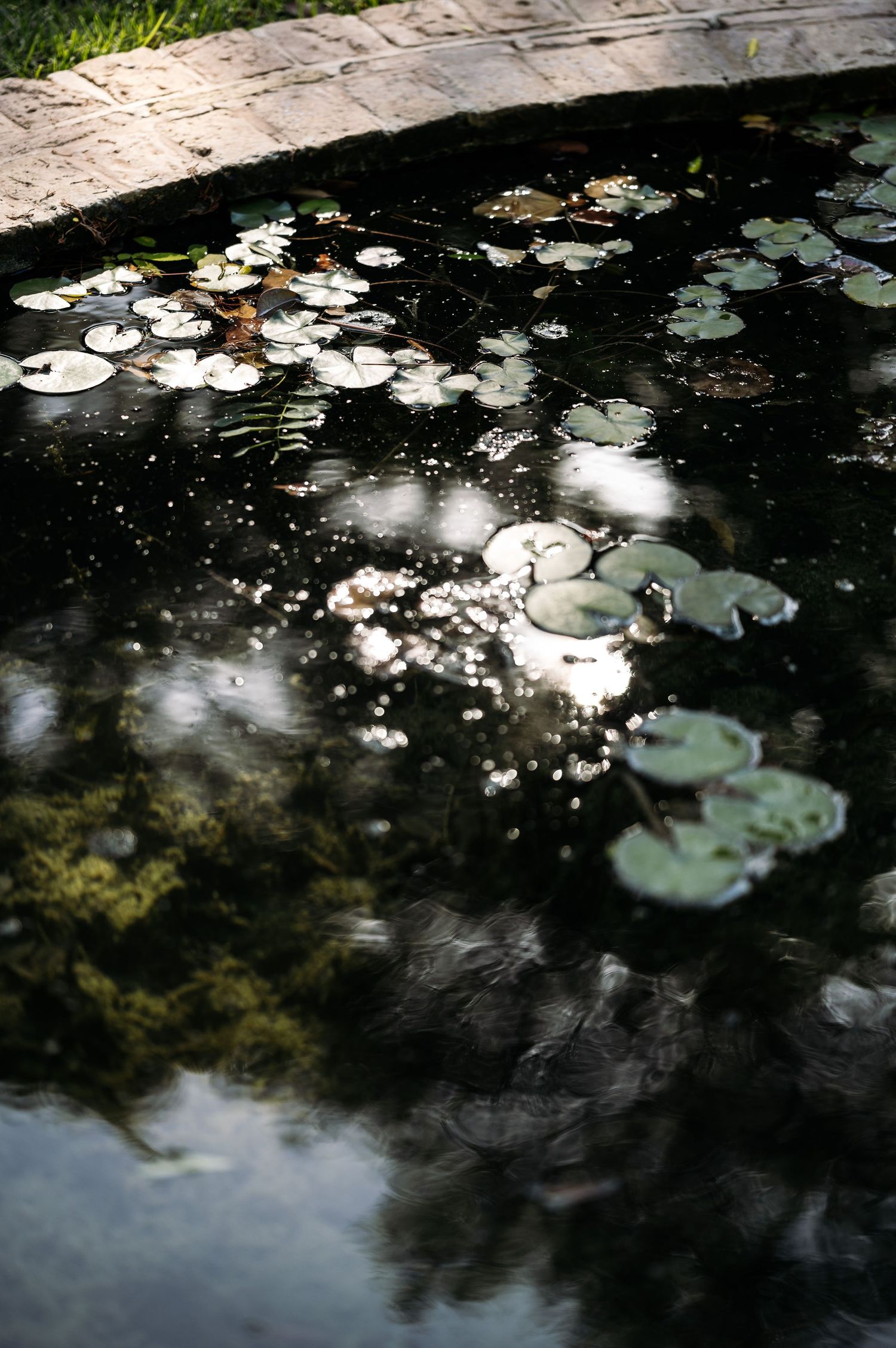 Lily pads float on dark reflective water creating a peaceful garden pond scene.