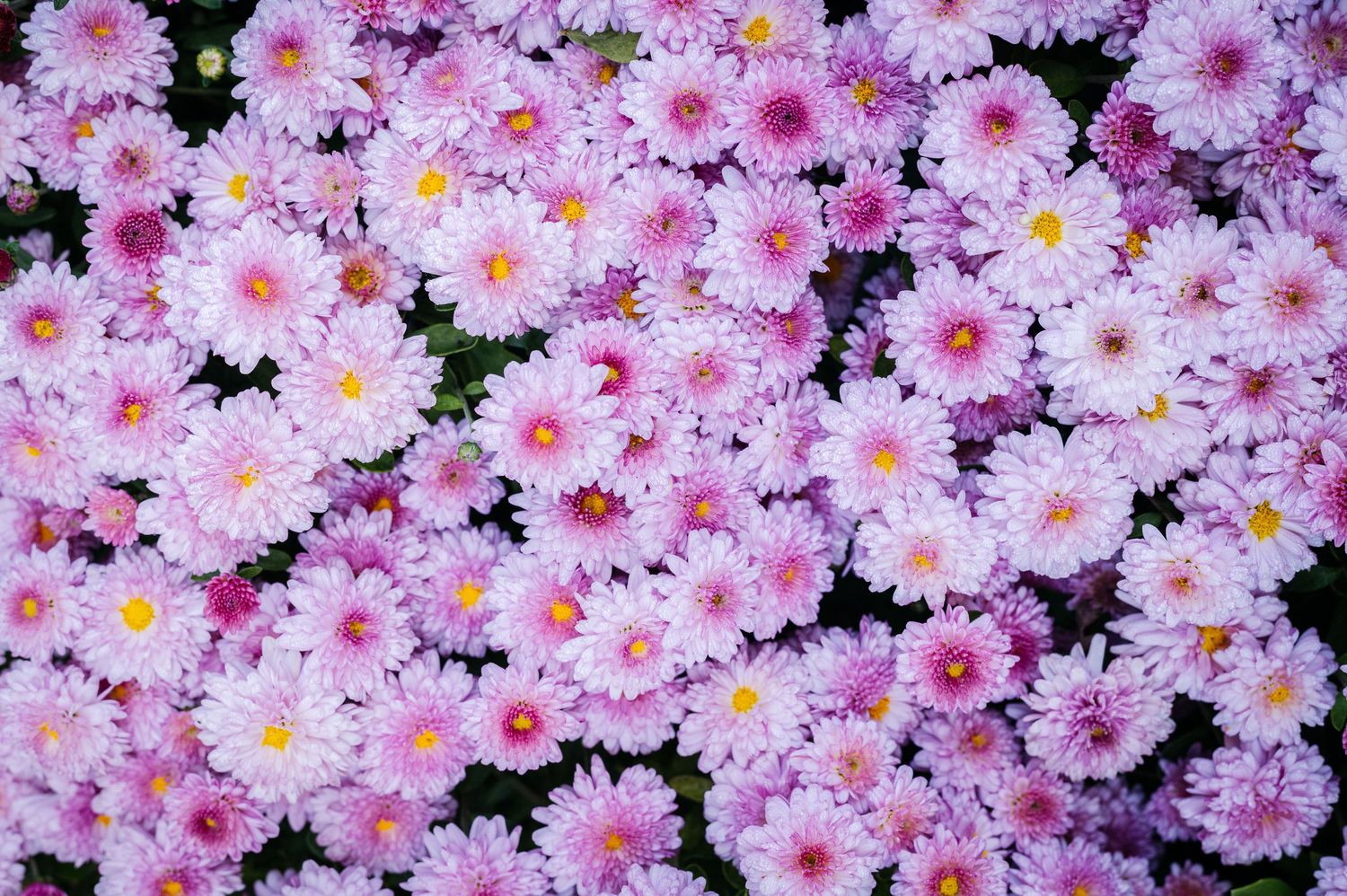 Pink chrysanthemum flowers creating a dense floral pattern background.