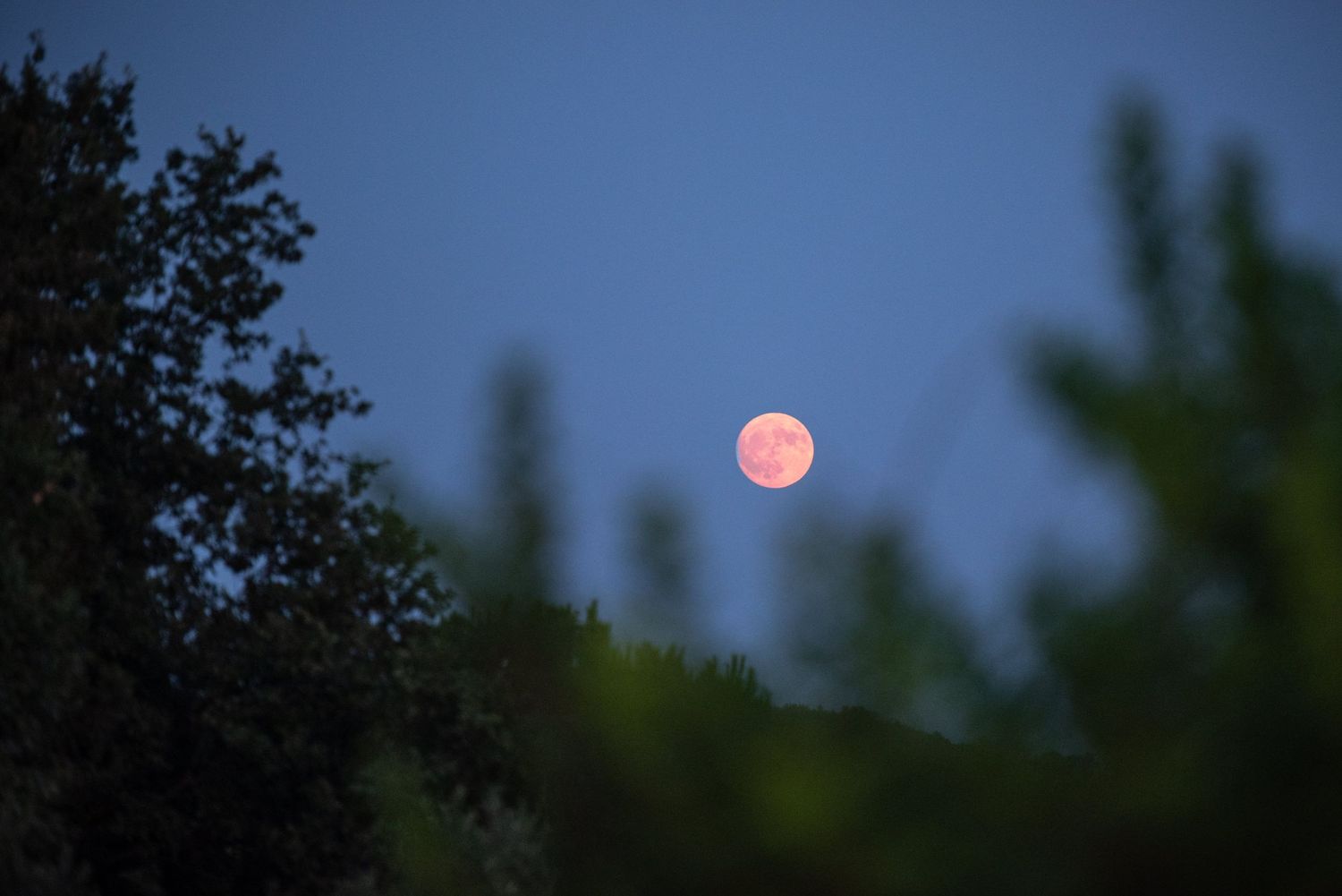 Full pink moon glowing in a dark blue sky through silhouetted tree branches.