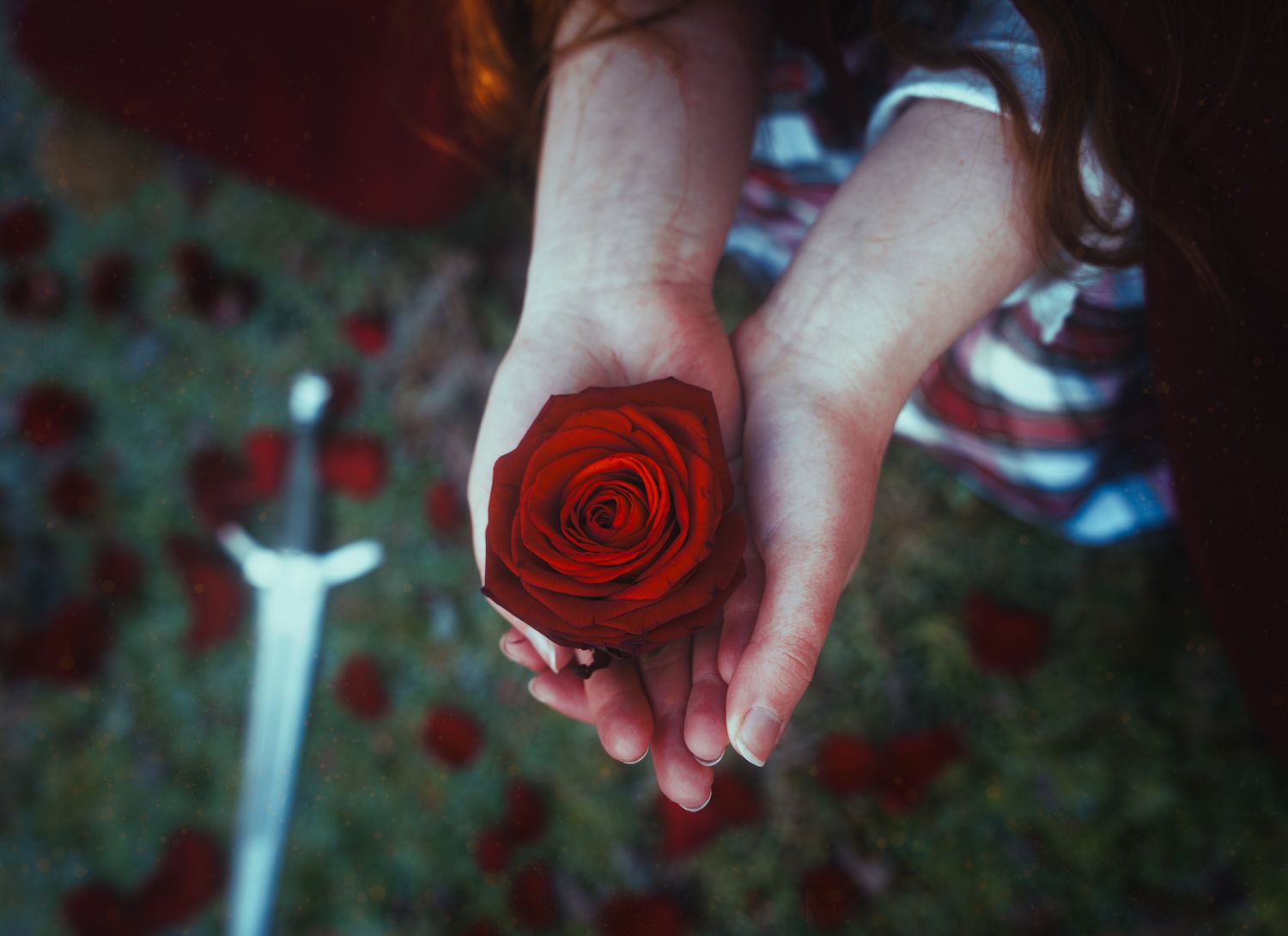 A pair of hands tenderly hold a single red rose above scattered petals and a decorative sword.