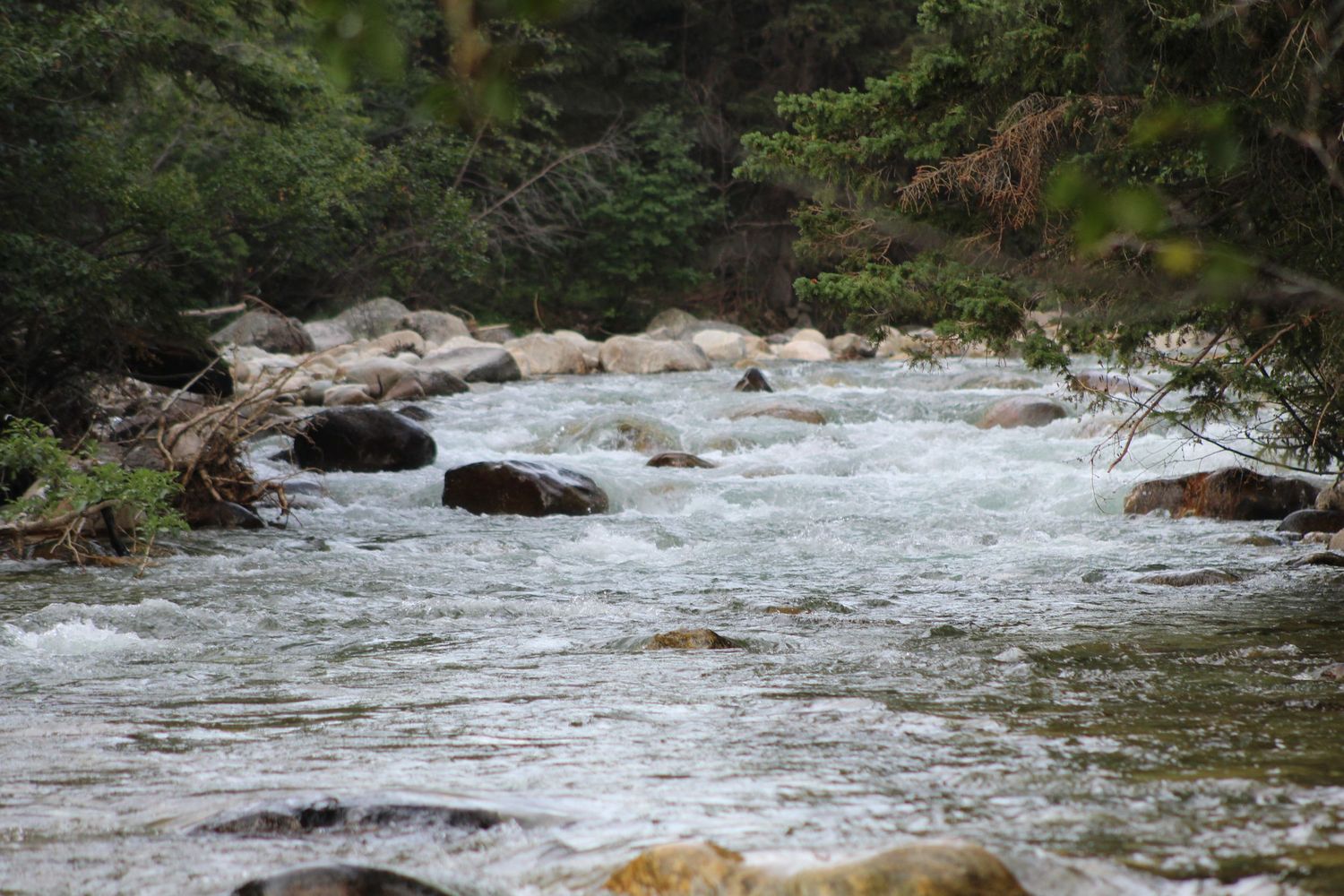 Rushing river water flowing over rocks in a forest setting.