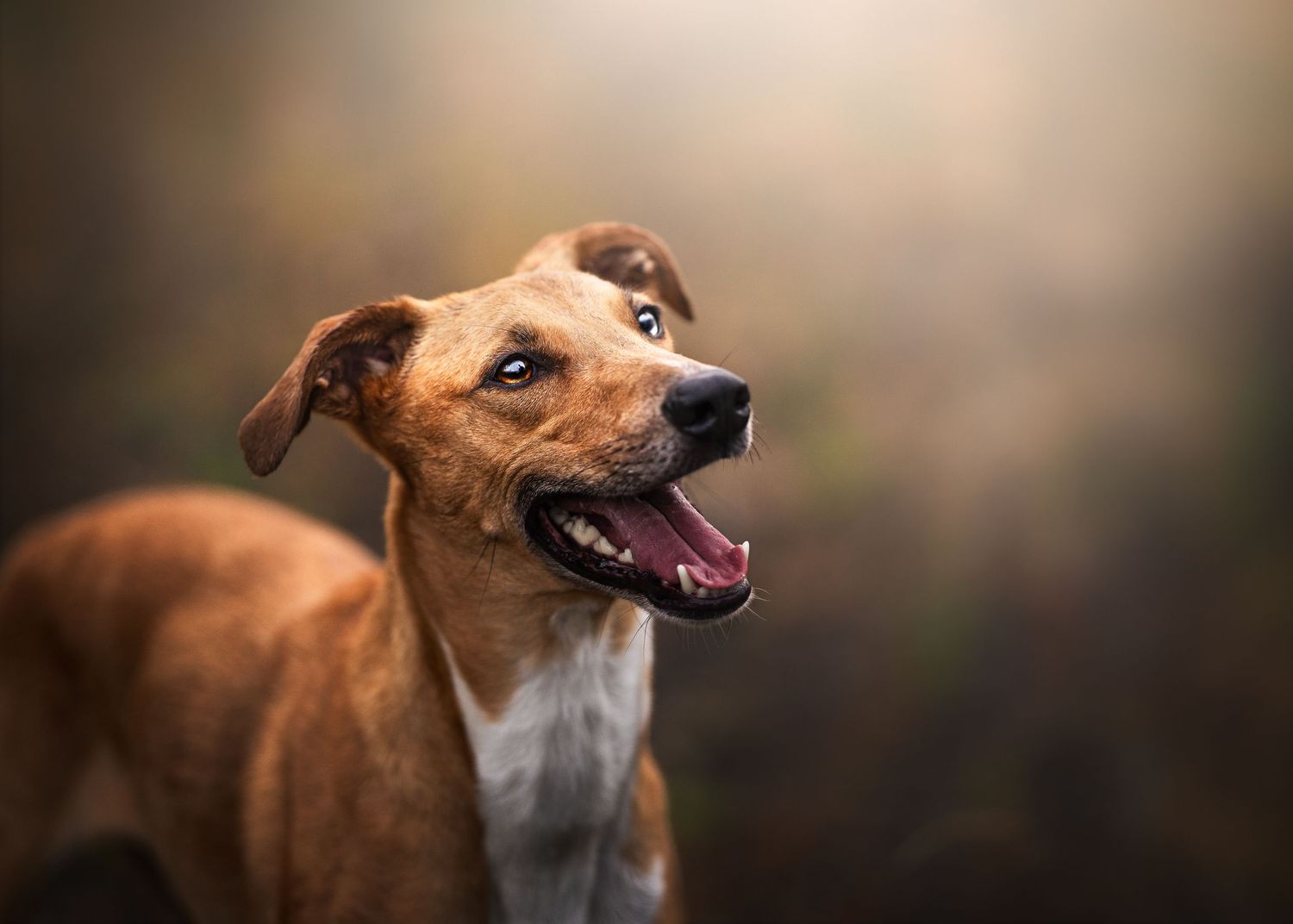 sighthound-smiling-olympic-peninsula-washington-fields-to-focus.jpg