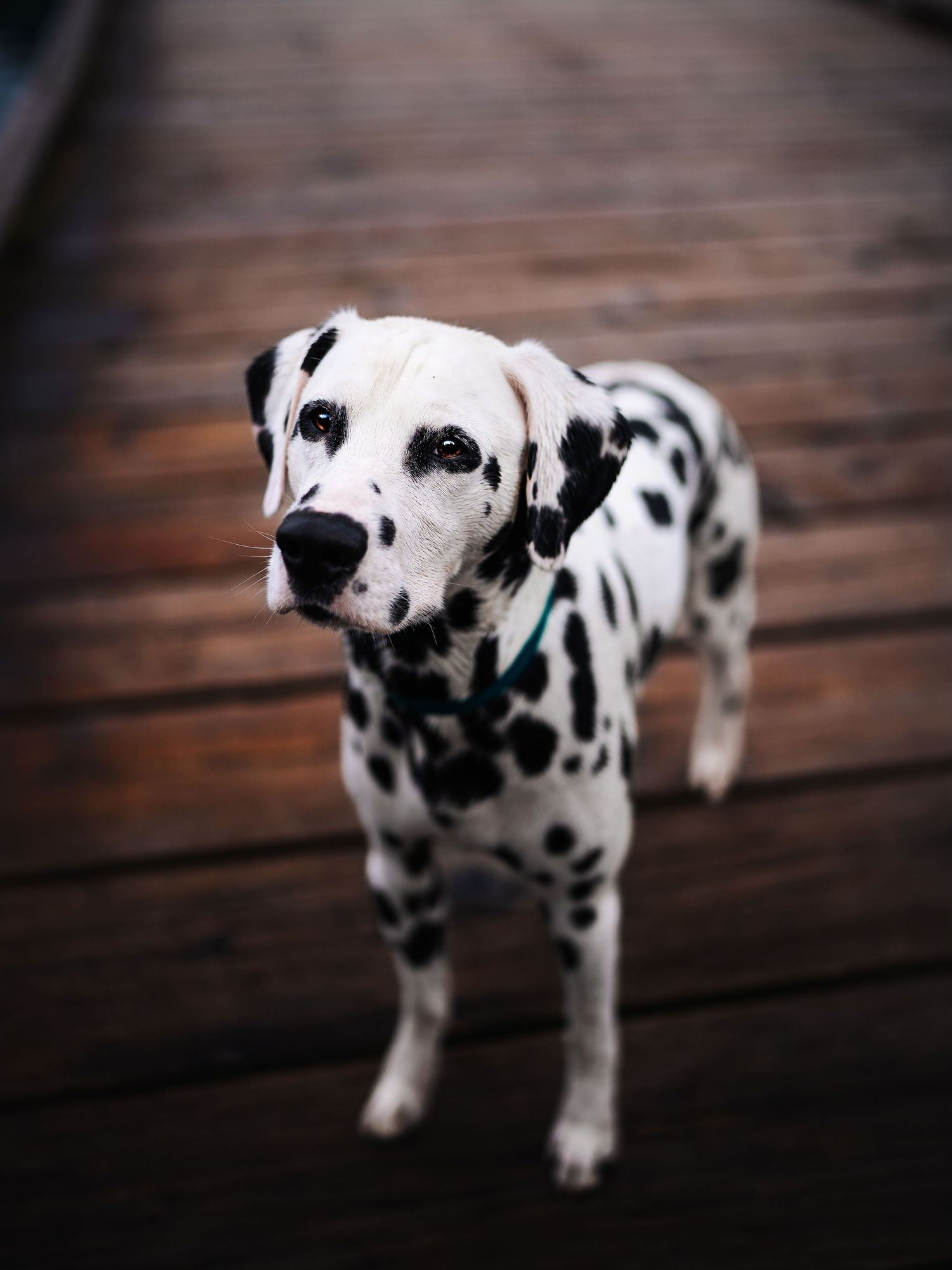 Dog Photography in the Olympic Peninsula