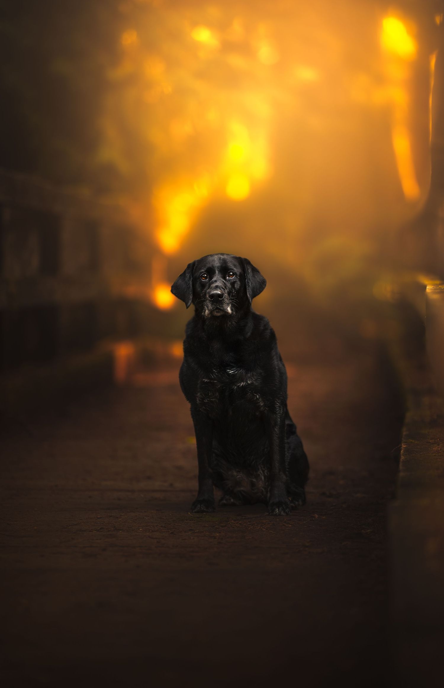 Dog Photography in the Olympic Peninsula