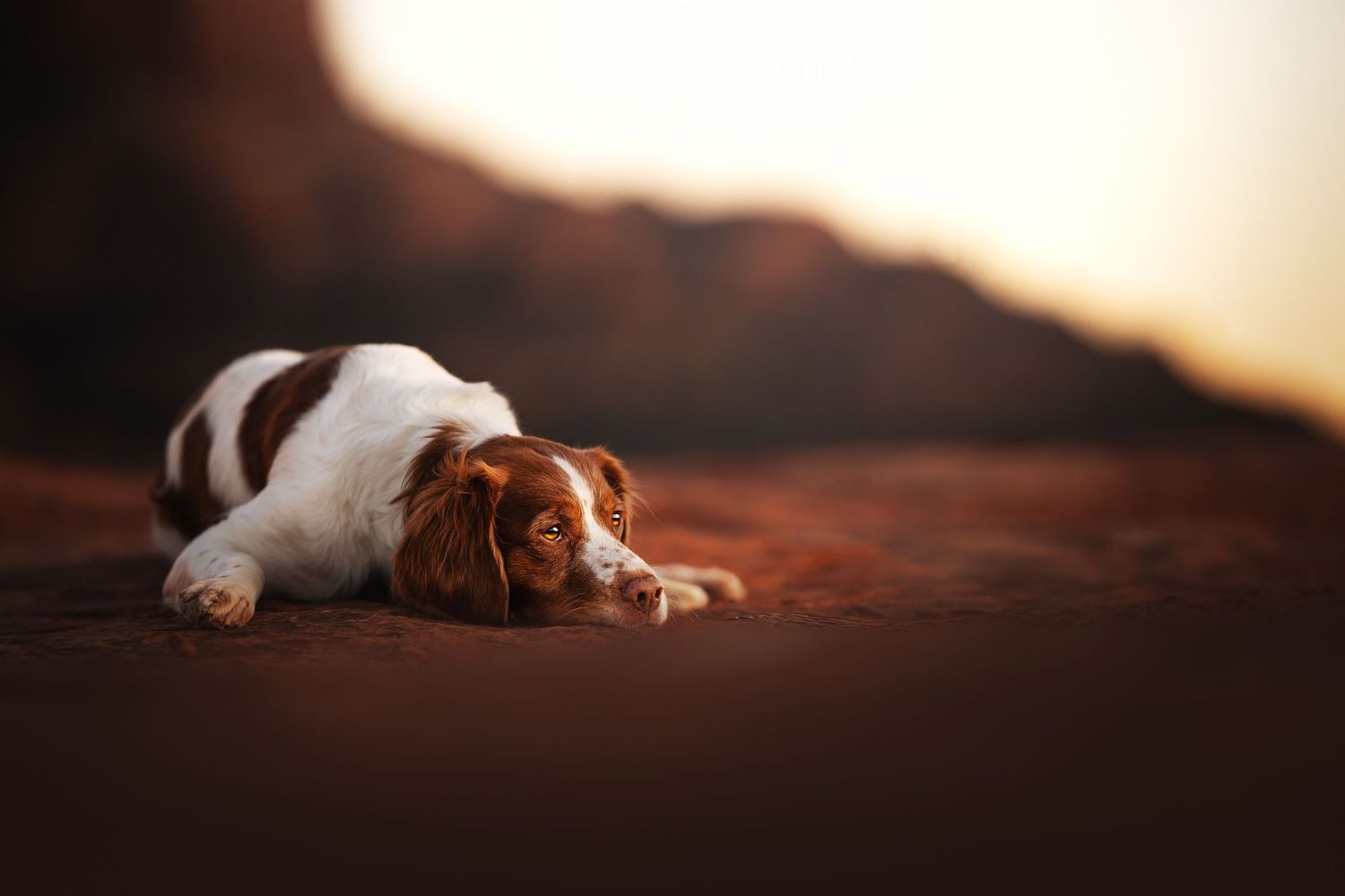Dog Photography