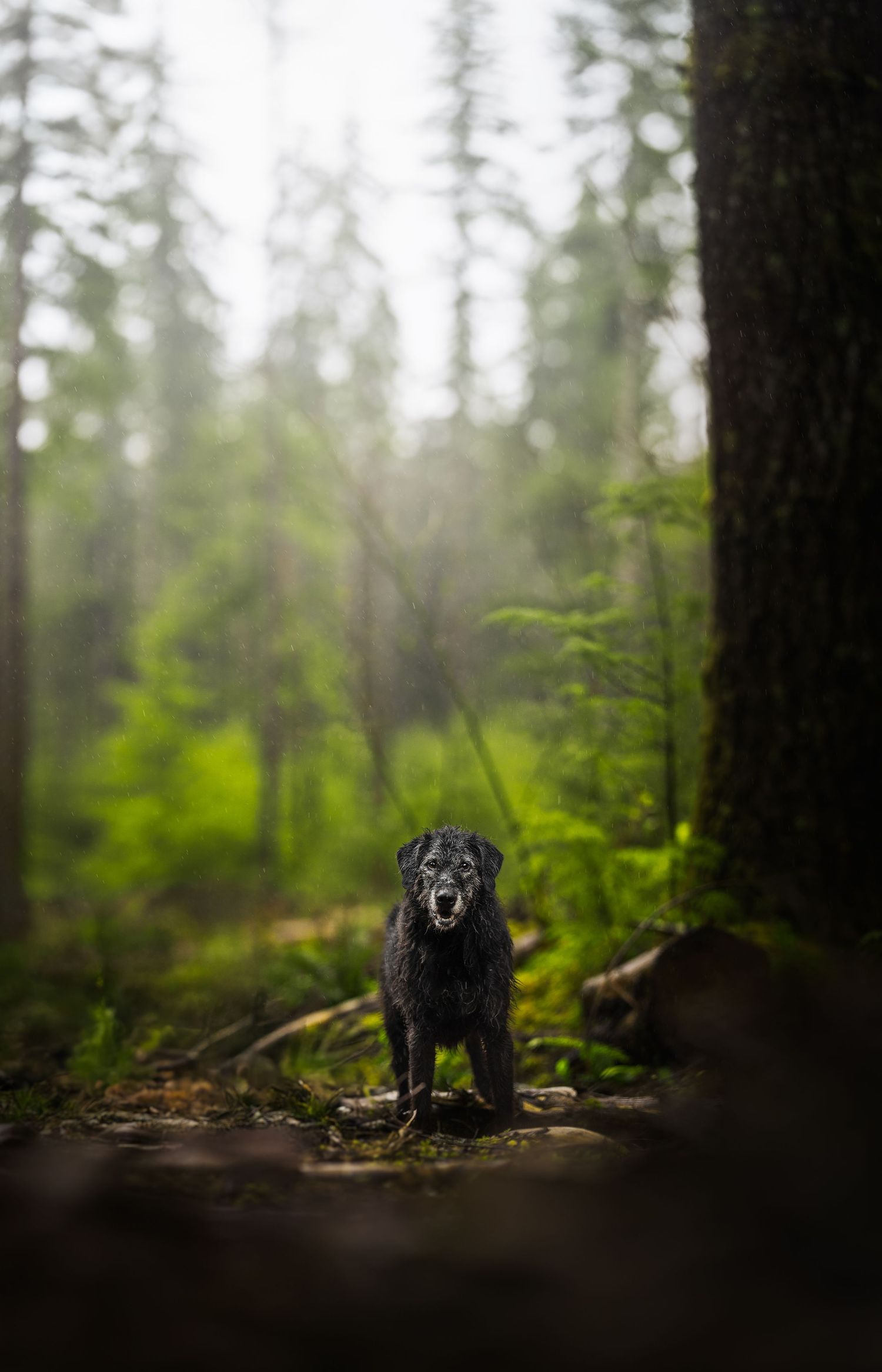 Dog Photography in the Olympic Peninsula