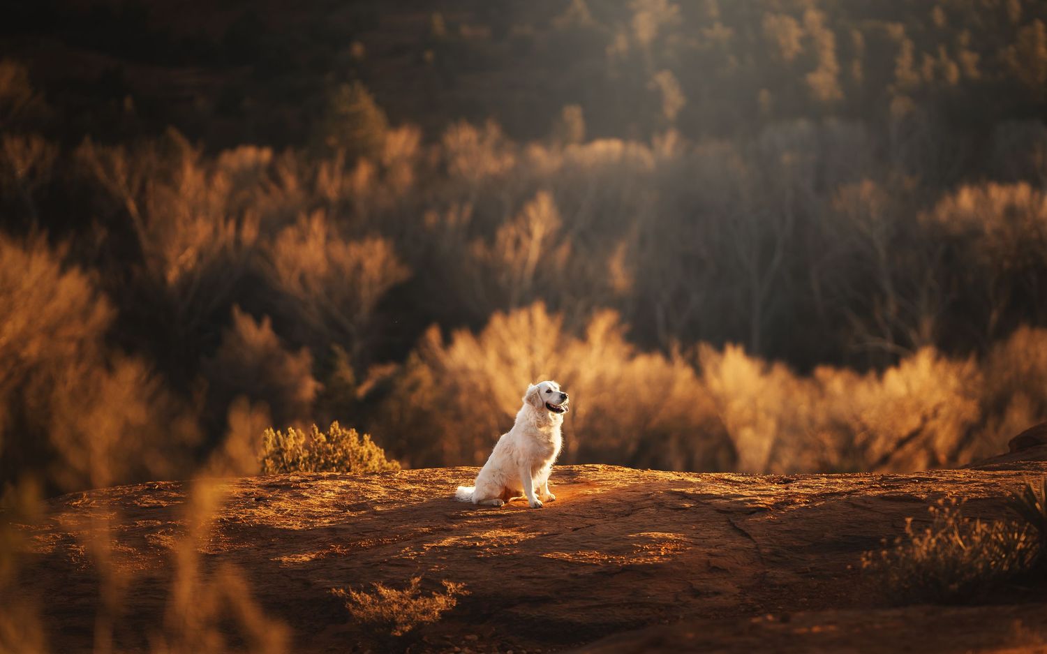 Dog Photography
