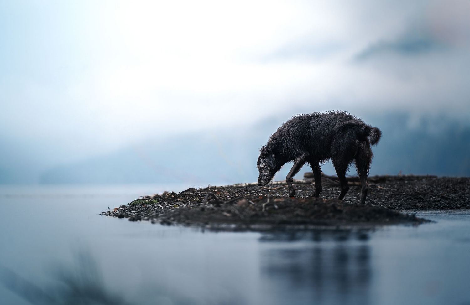 Dog Photography in the Olympic Peninsula