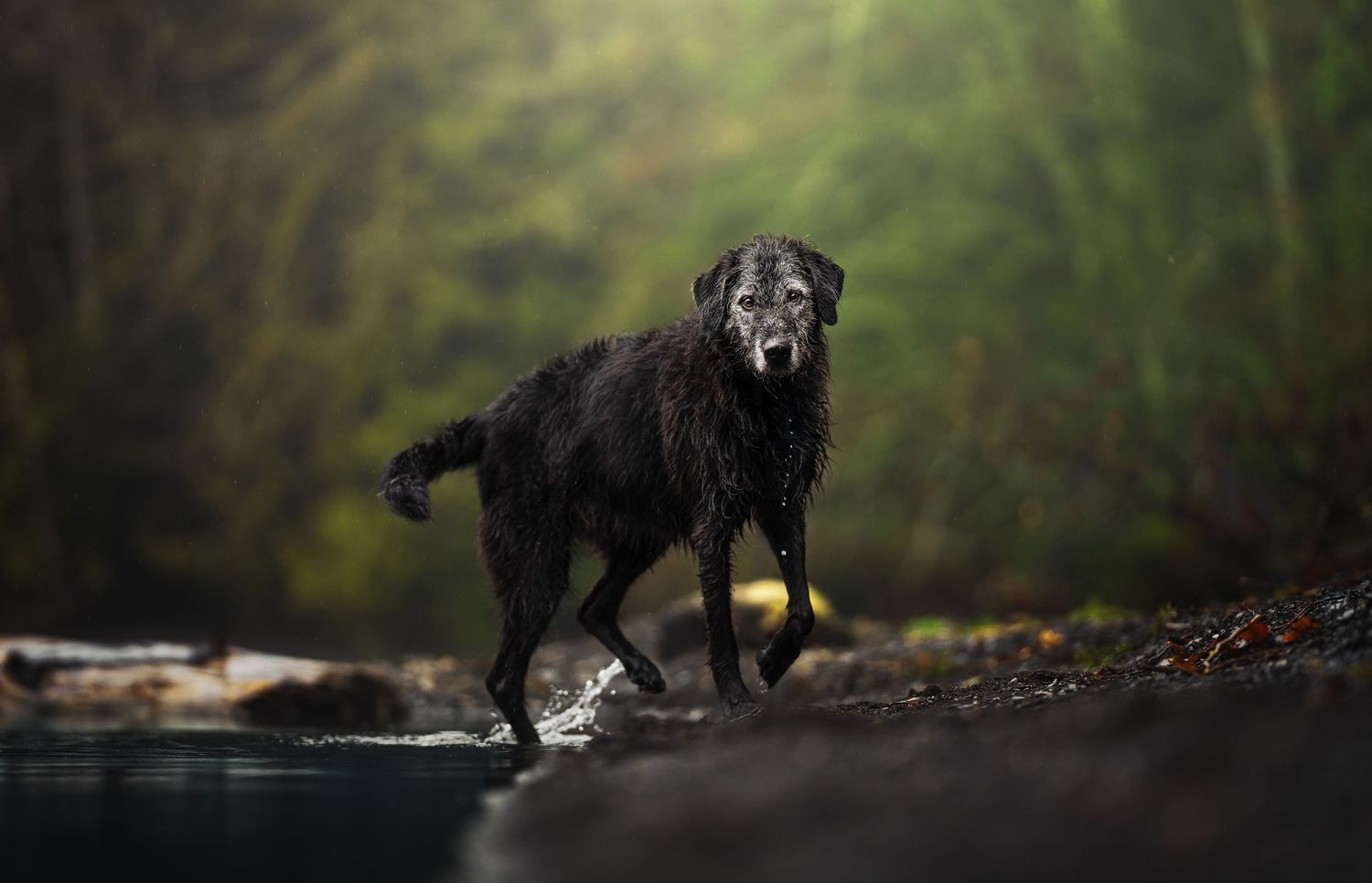 Dog Photography in the Olympic Peninsula