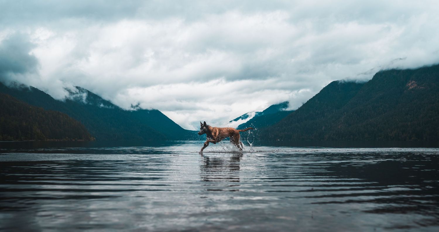 Dog Photography in the Olympic Peninsula