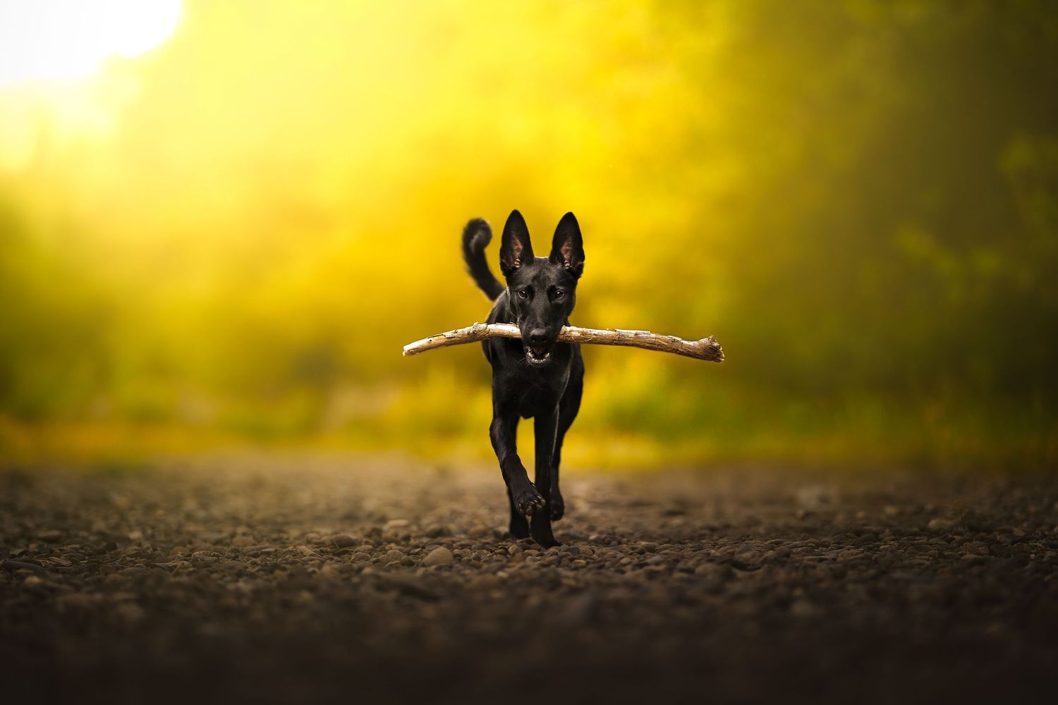 Dog Photography in the Olympic Peninsula