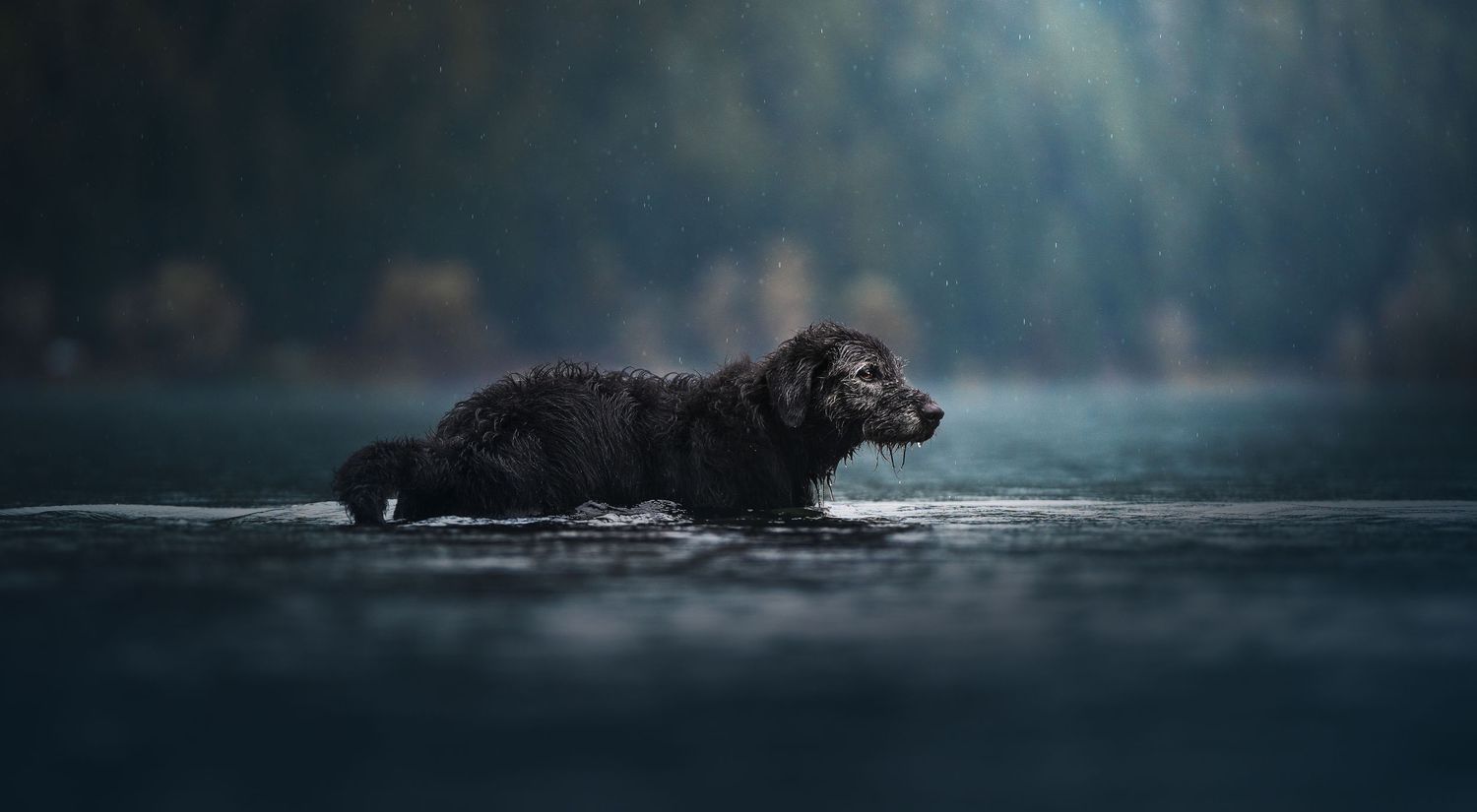 Dog Photography in the Olympic Peninsula