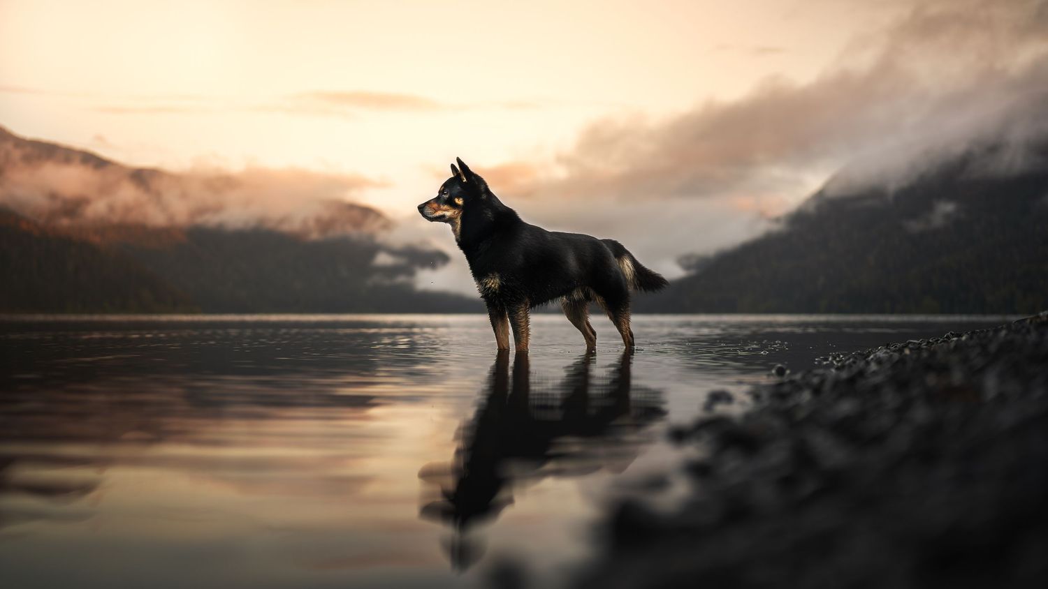 Dog Photography in the Olympic Peninsula