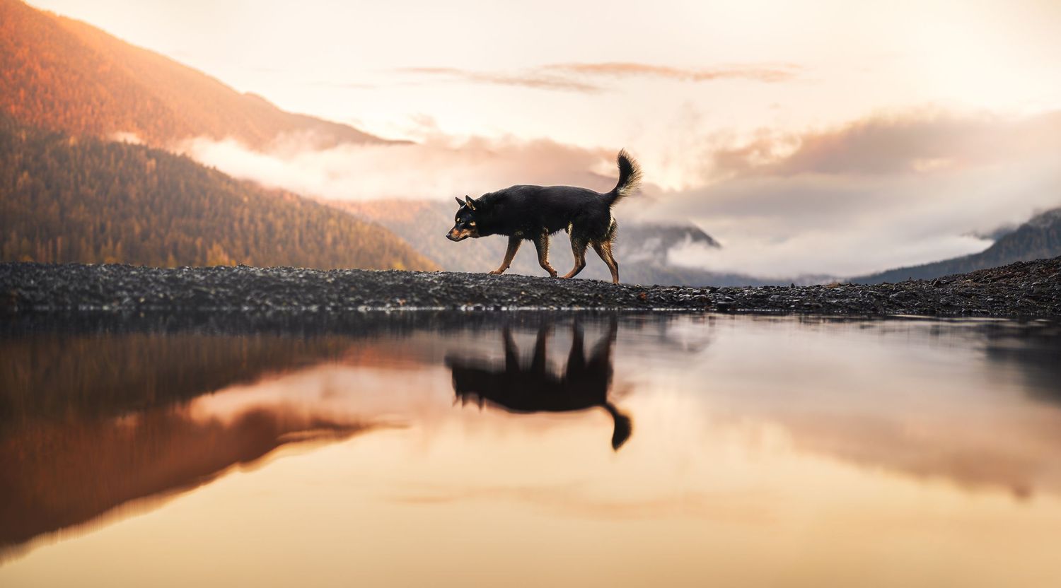 Dog Photography in the Olympic Peninsula
