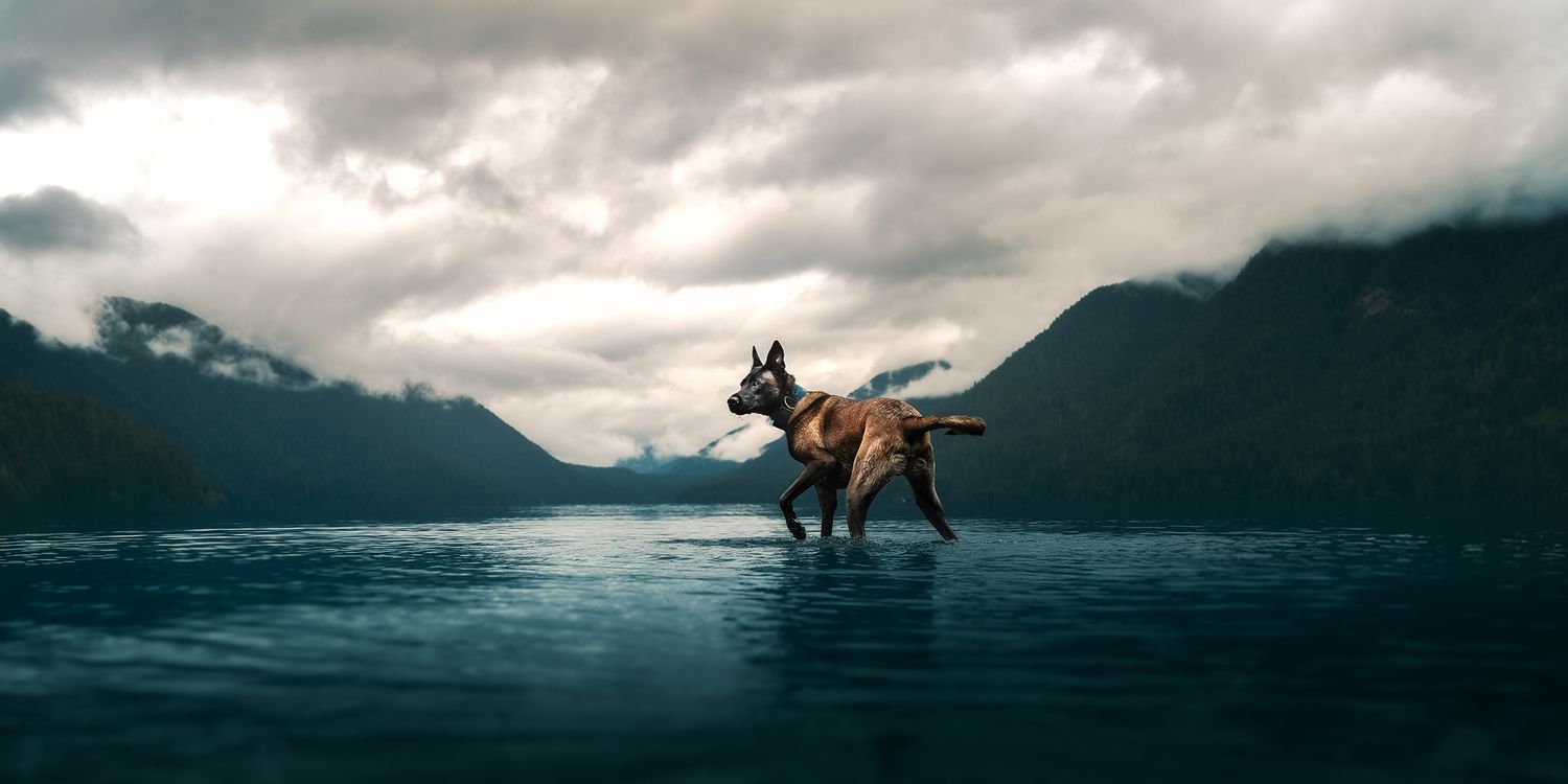 Dog Photography in the Olympic Peninsula
