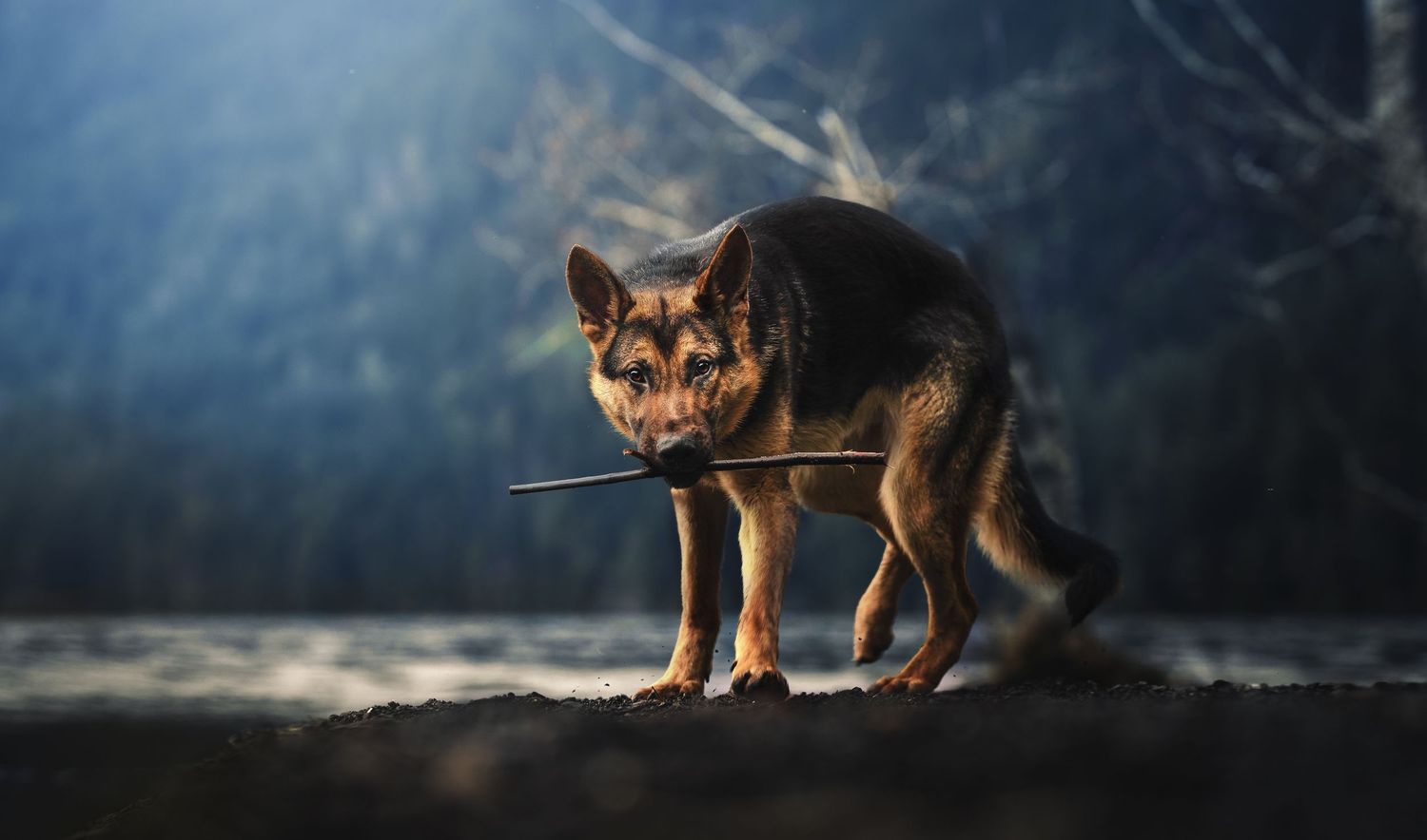 Dog Photography in the Olympic Peninsula