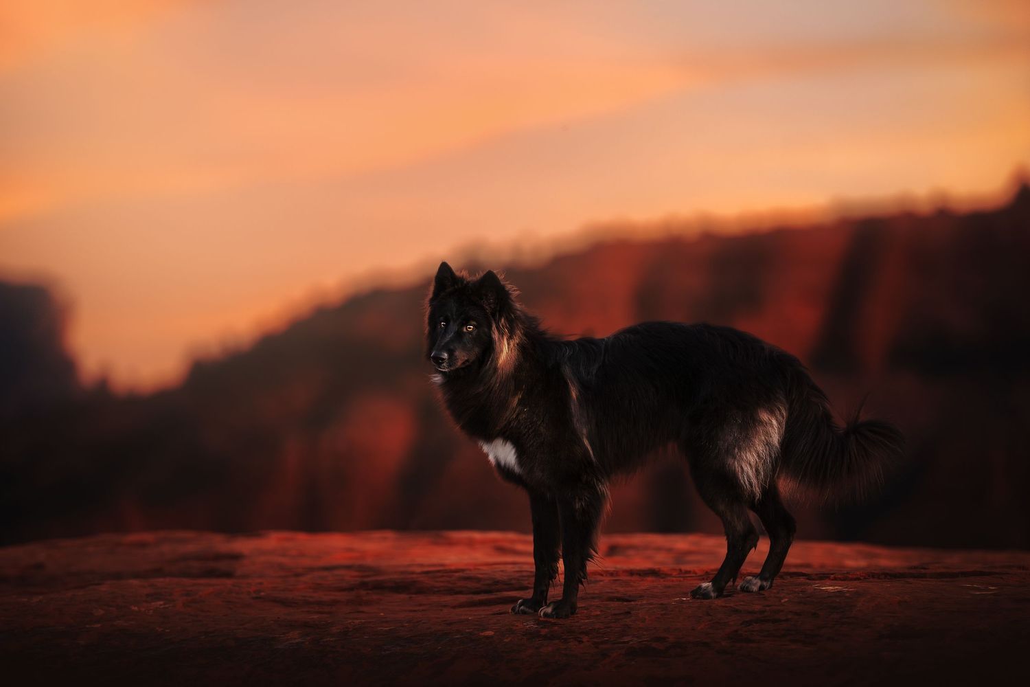 Dog Photography