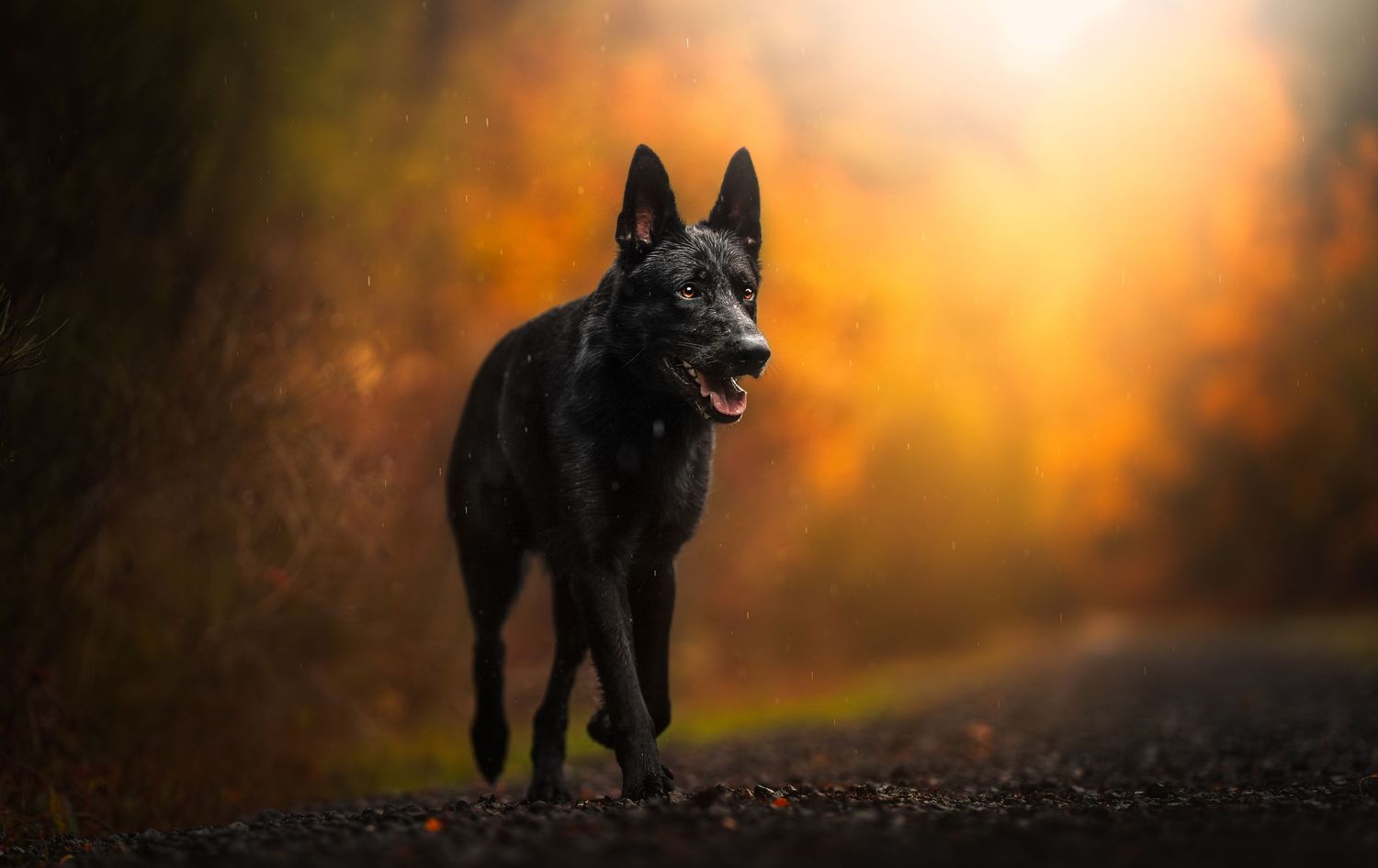 Dog Photography in the Olympic Peninsula