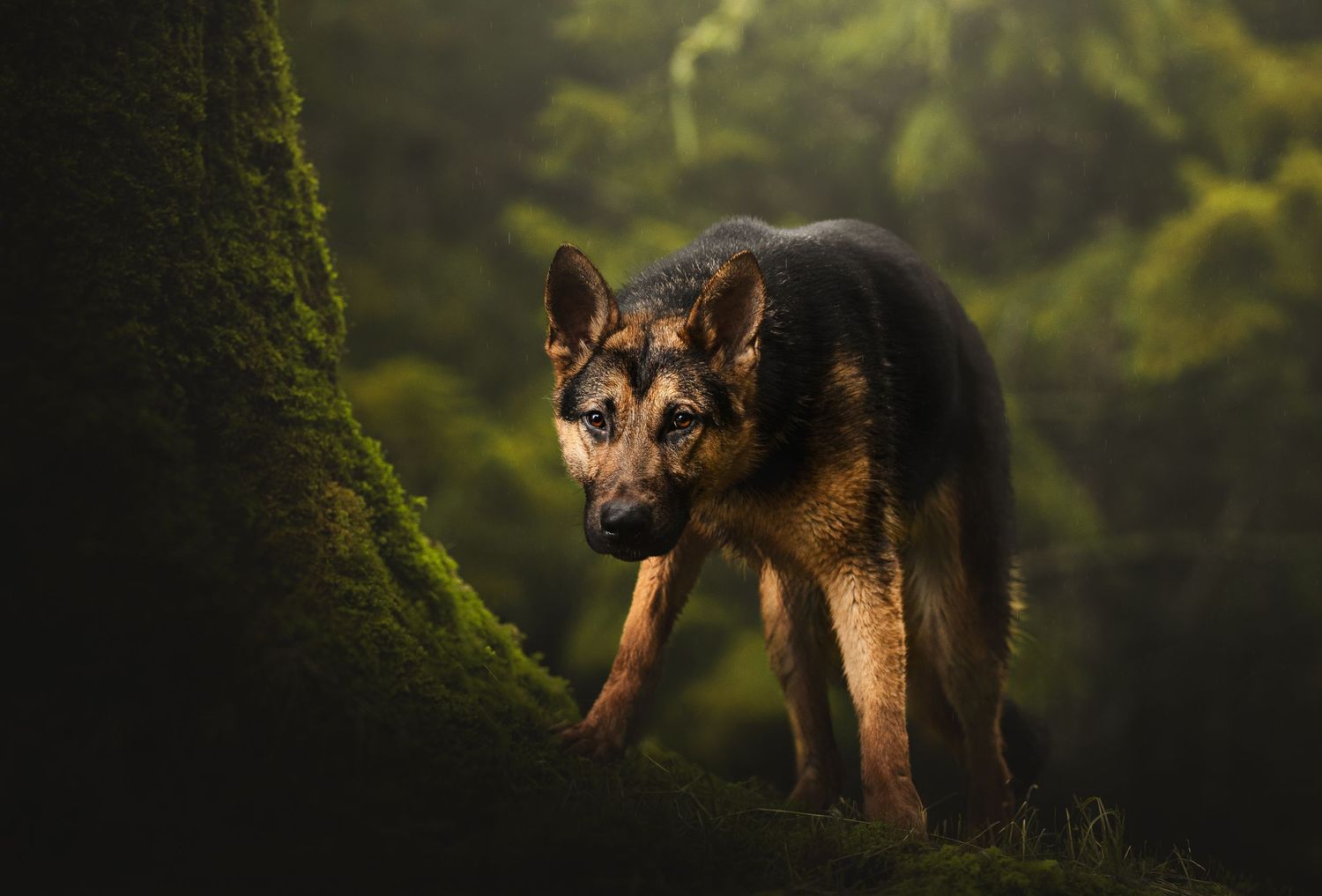 Dog Photography in the Olympic Peninsula