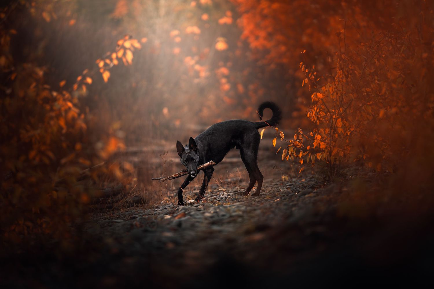 Dog Photography in the Olympic Peninsula