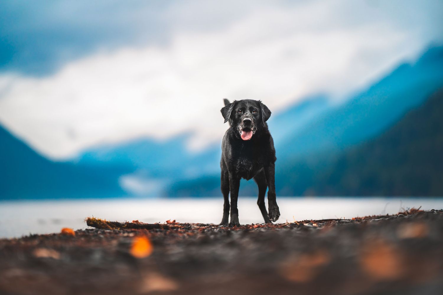 Dog Photography in the Olympic Peninsula