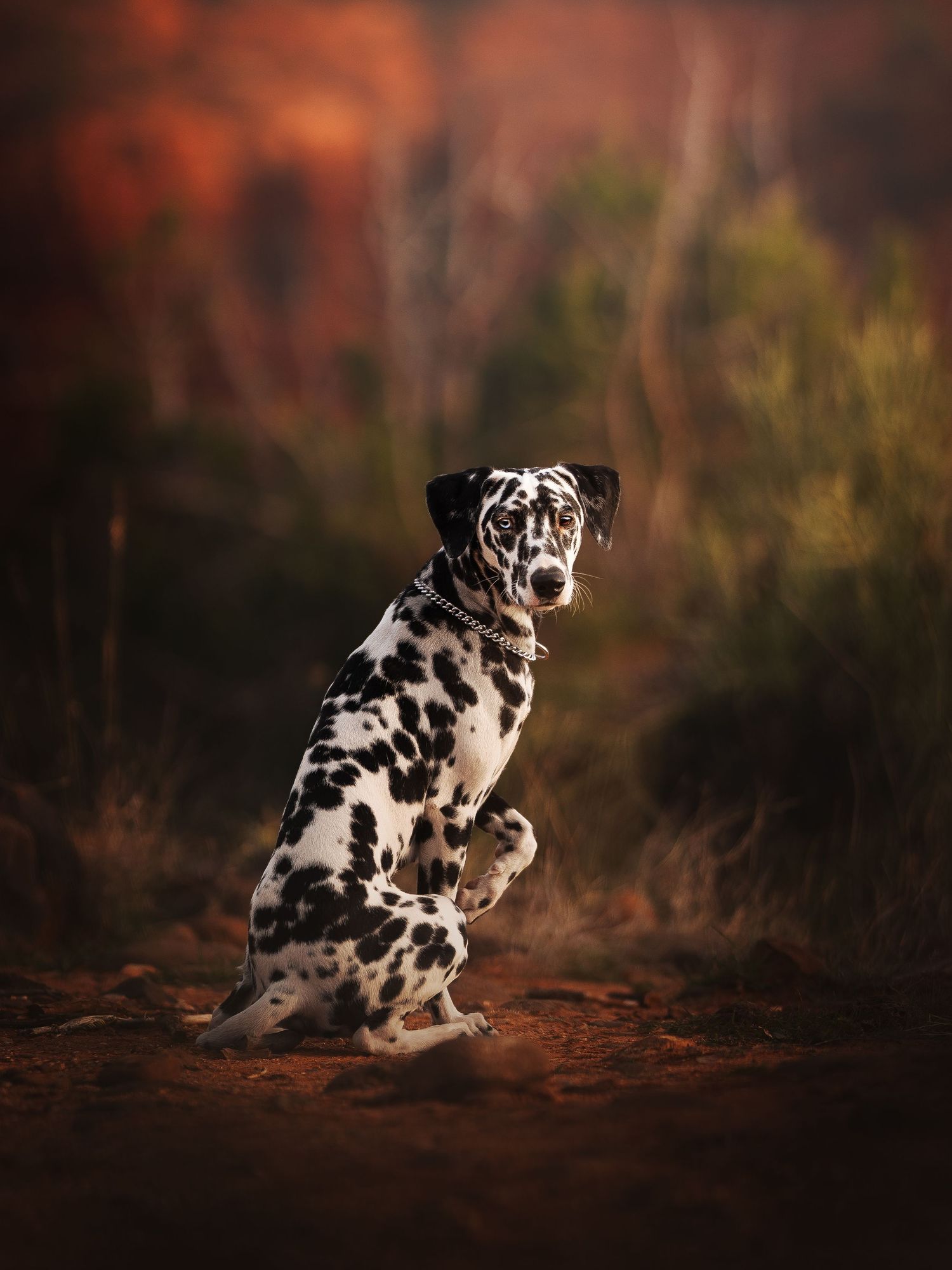 Dog Photography