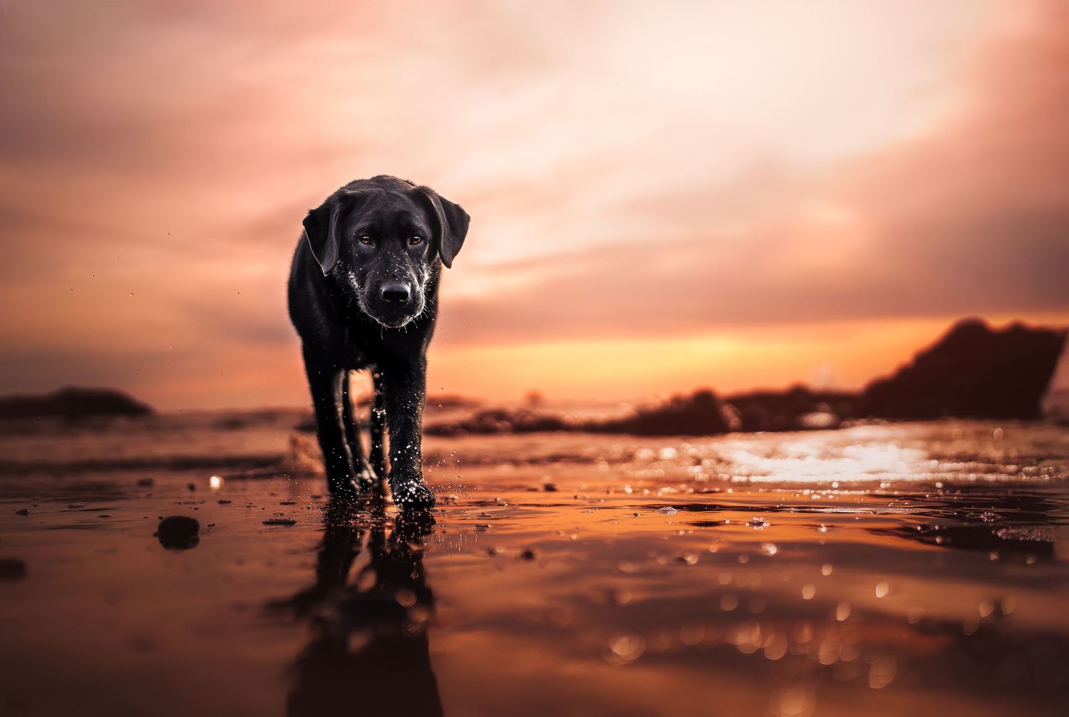 Dog Photography in the Olympic Peninsula