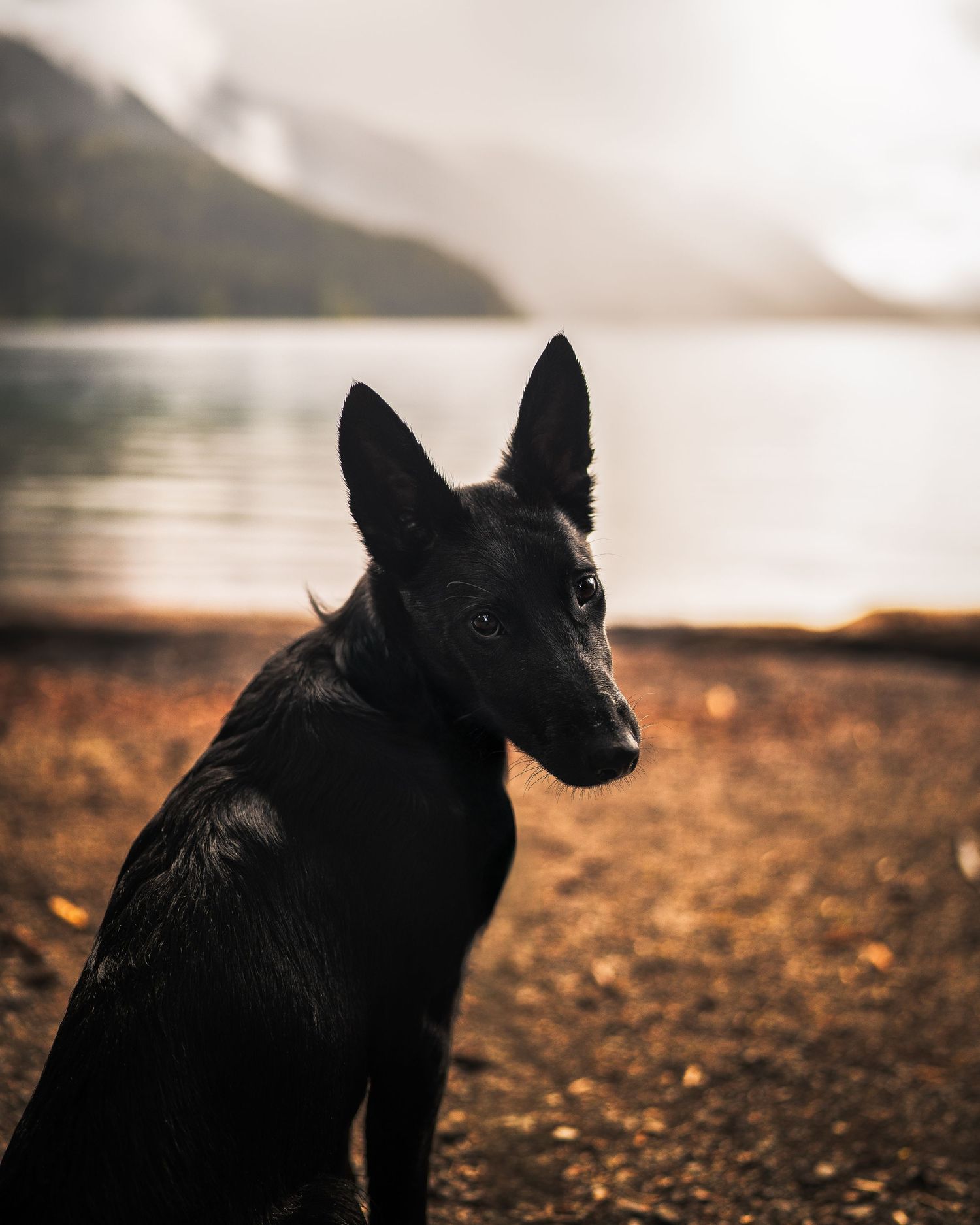 Dog Photography in the Olympic Peninsula
