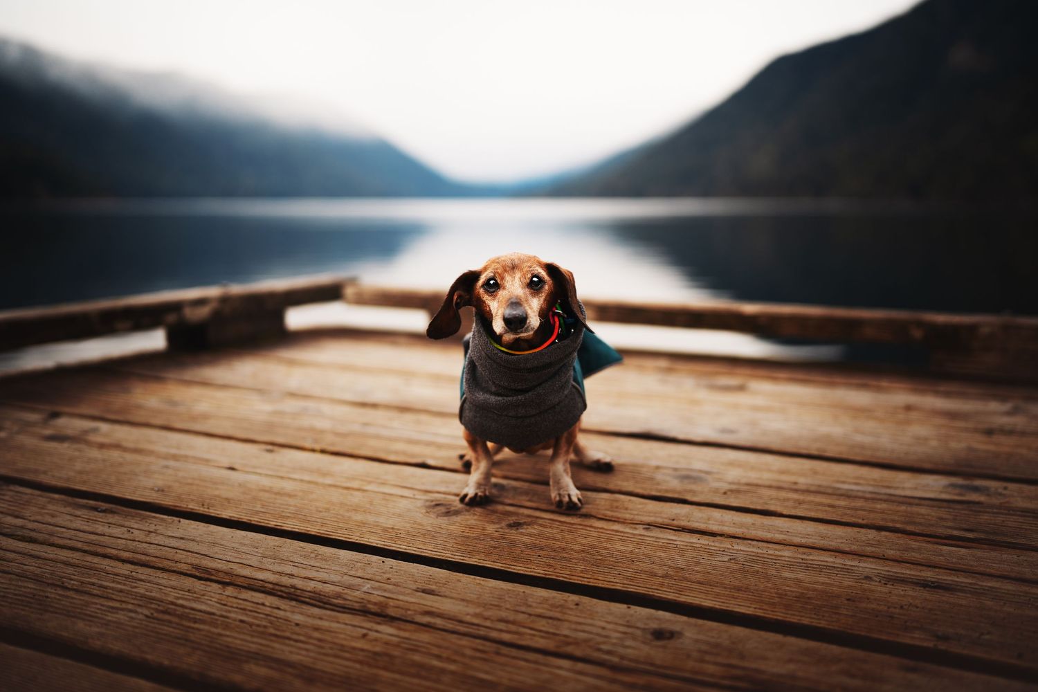Dog Photography in the Olympic Peninsula
