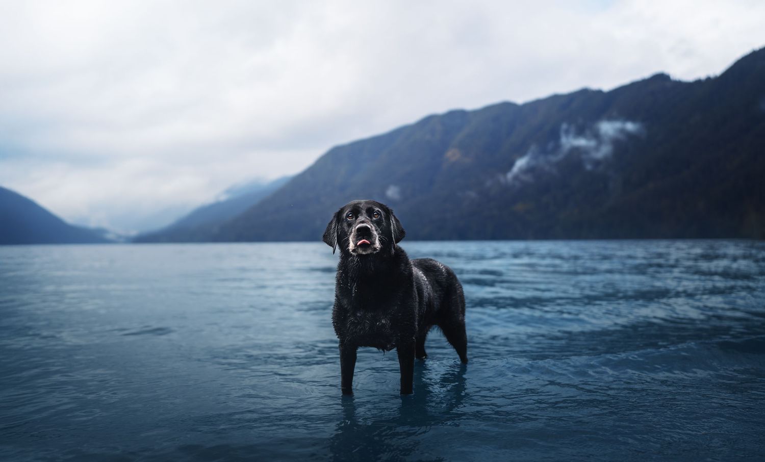 Dog Photography in the Olympic Peninsula