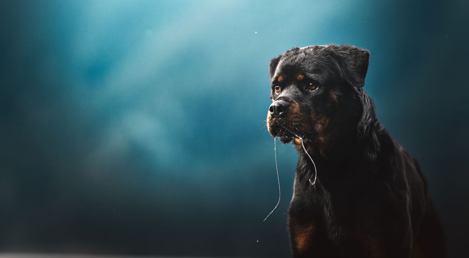 Dog Photography in the Olympic Peninsula