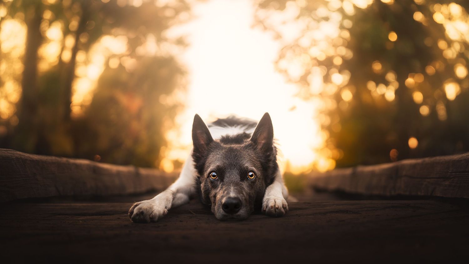 Dog Photography in the Olympic Peninsula