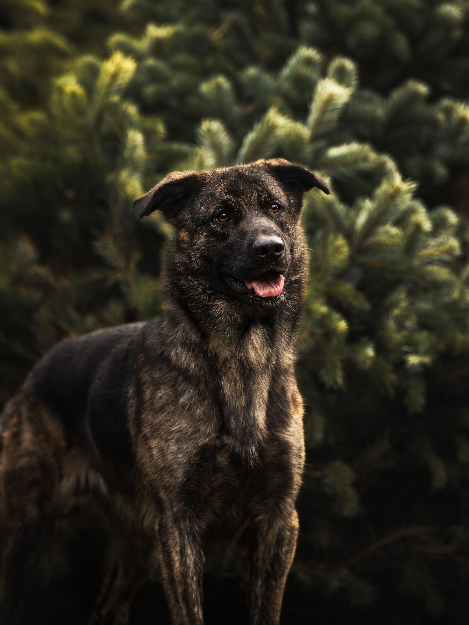 Dog Photography in the Olympic Peninsula