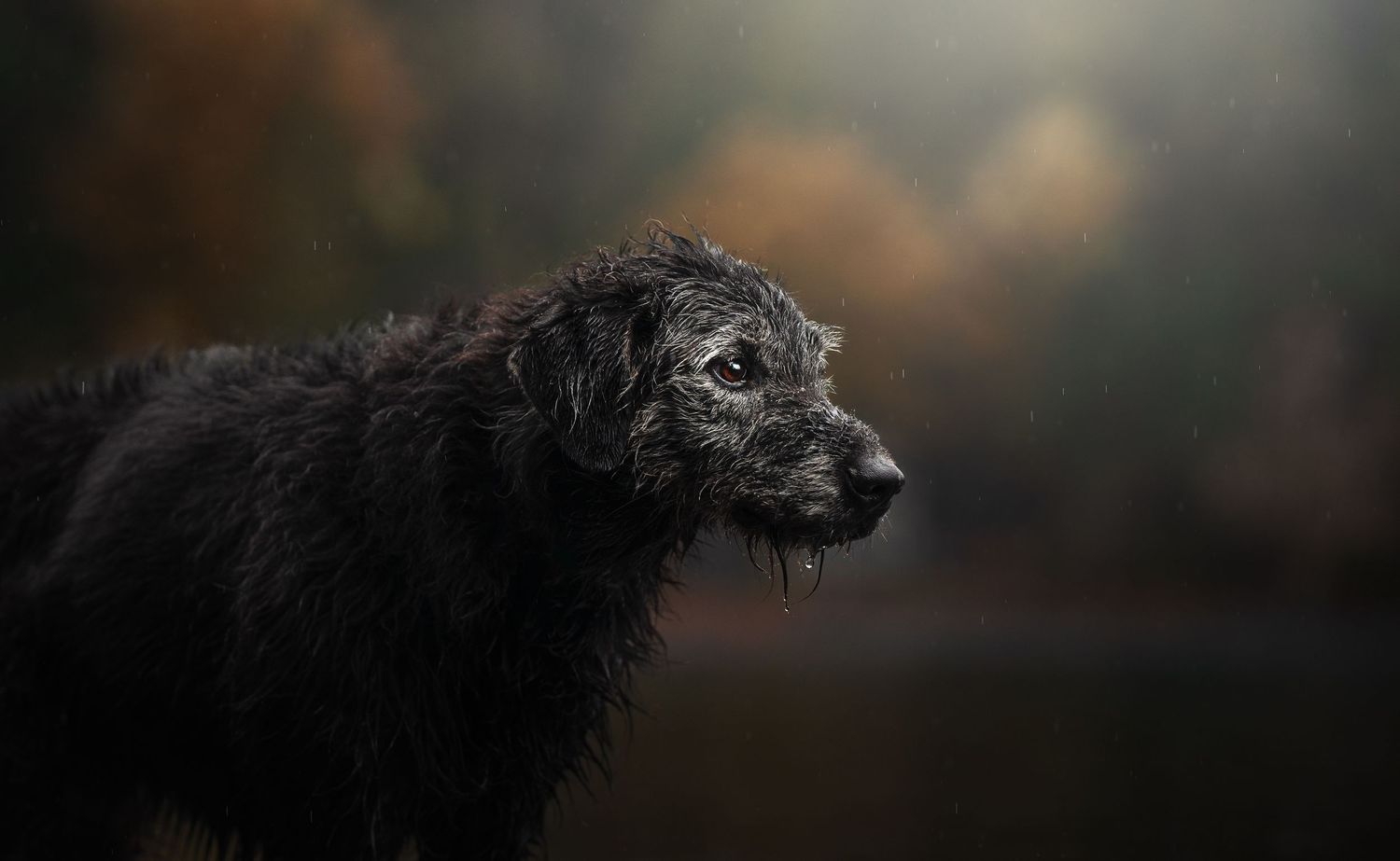 Dog Photography in the Olympic Peninsula
