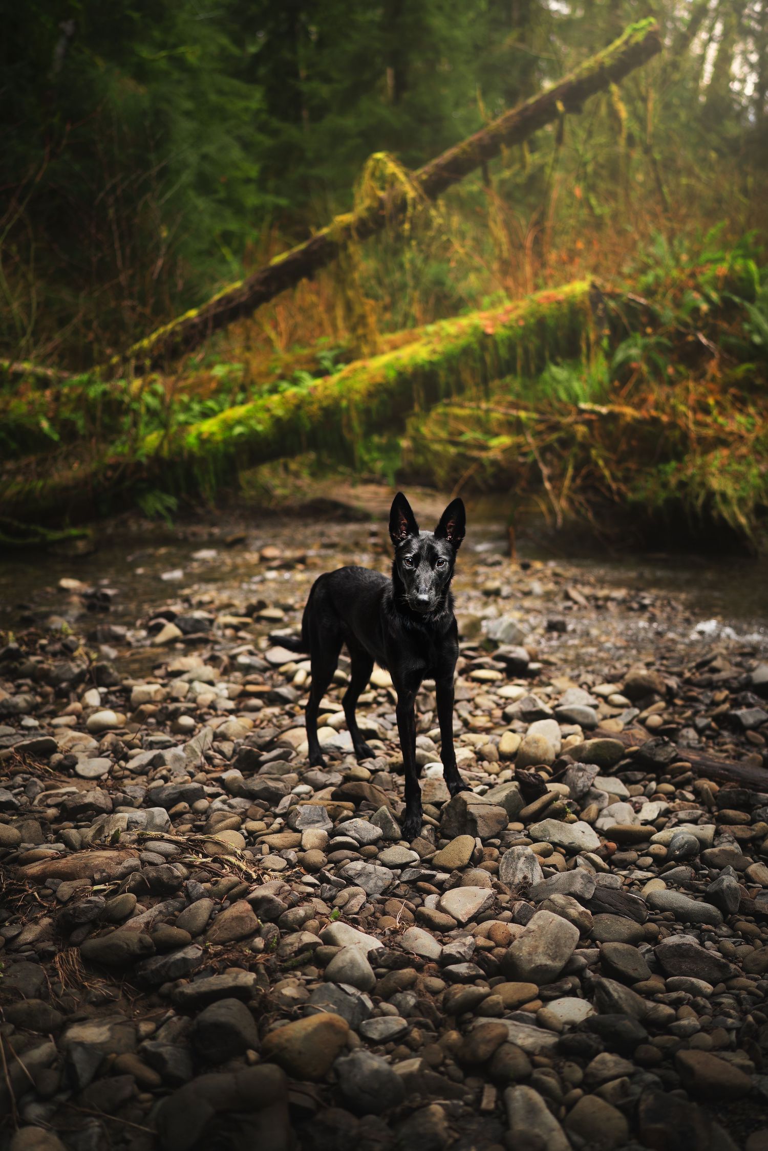 Dog Photography in the Olympic Peninsula