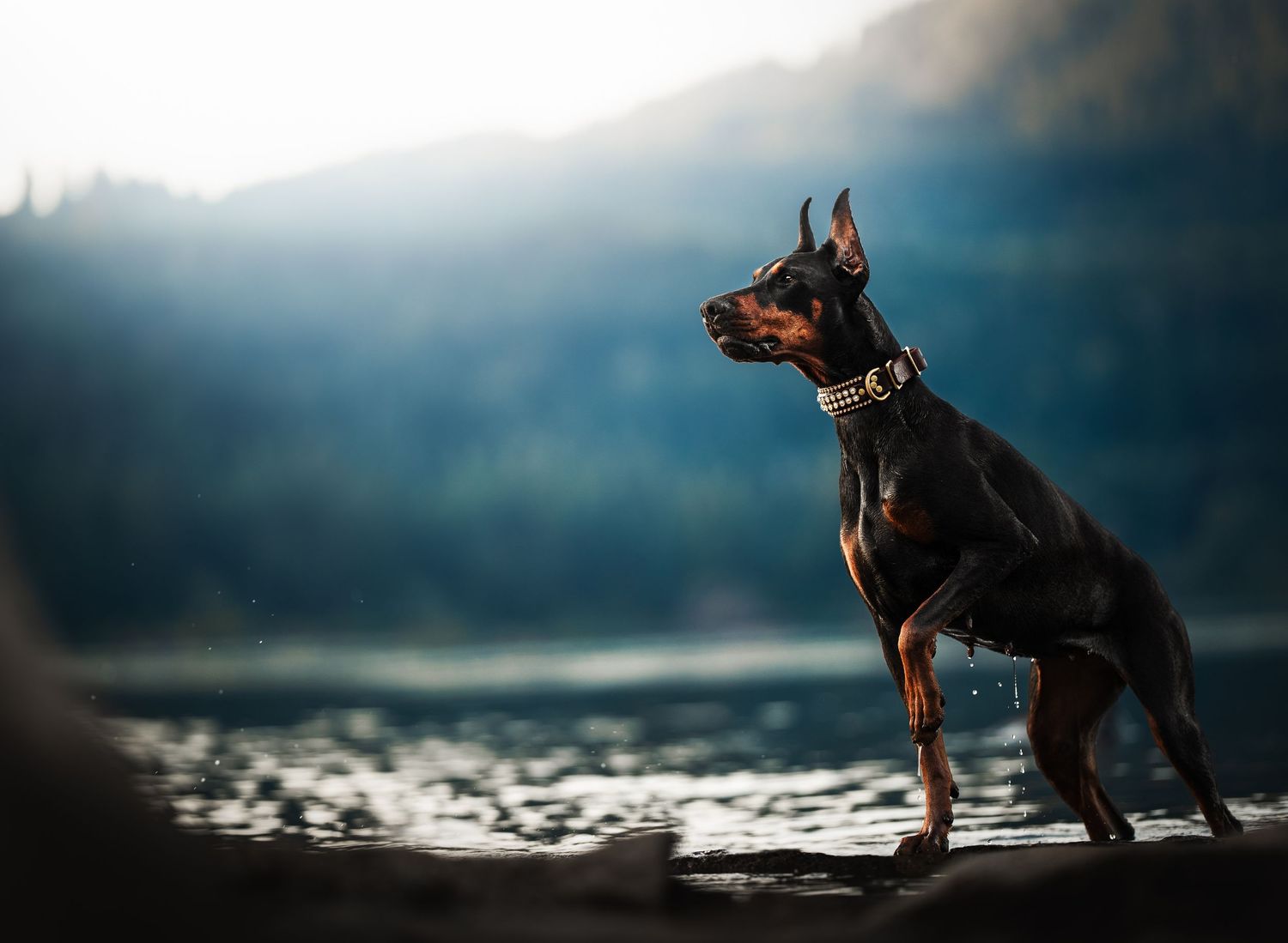 Dog Photography in the Olympic Peninsula