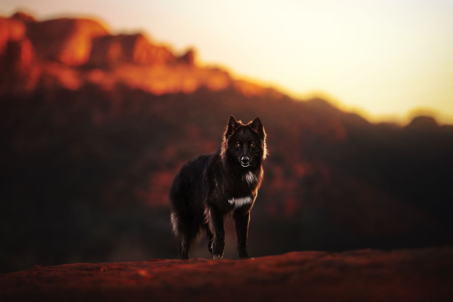 Dog Photography