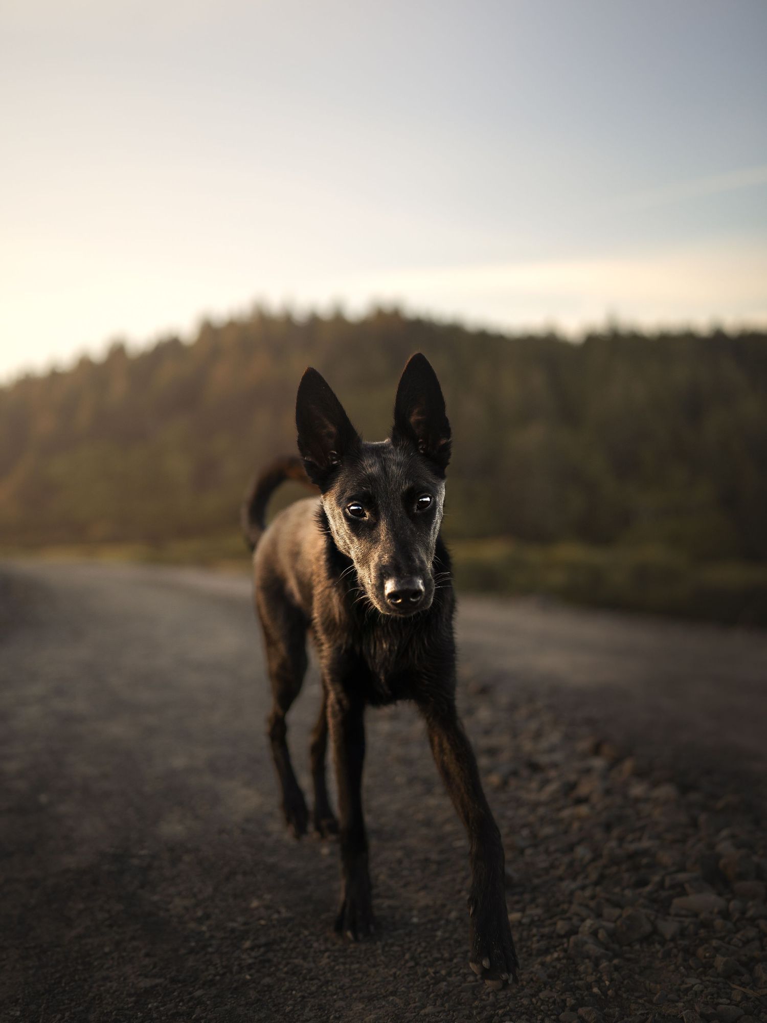 Dog Photography in the Olympic Peninsula